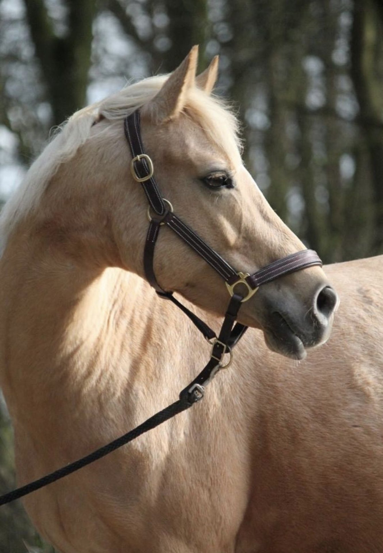 Deutsches Reitpony Stute 15 Jahre 145 Cm Palomino In Kiel