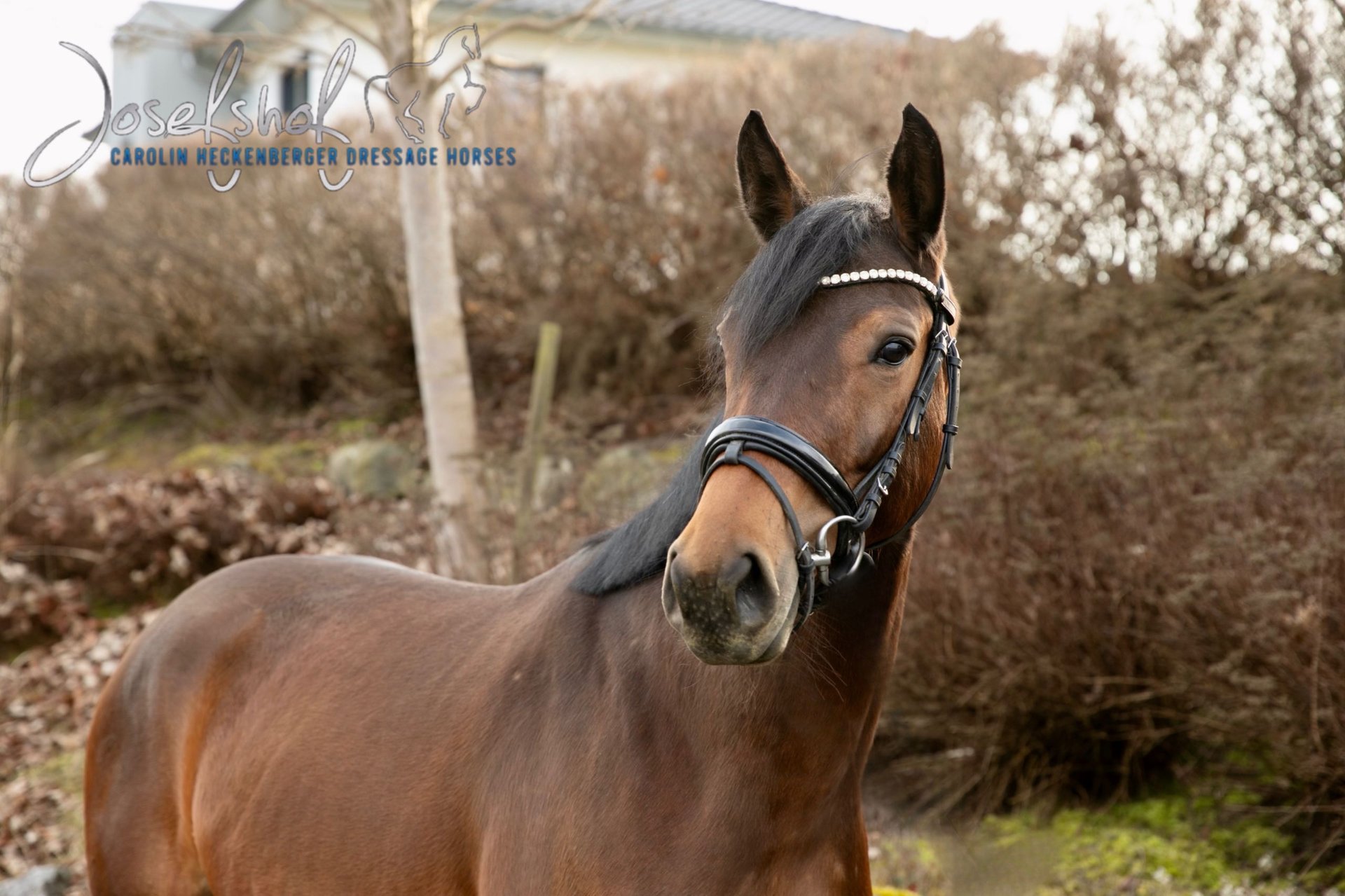 German Riding Pony Ranch German Riding Horse Mare 4 years 16 hh Brown in Grundsheim