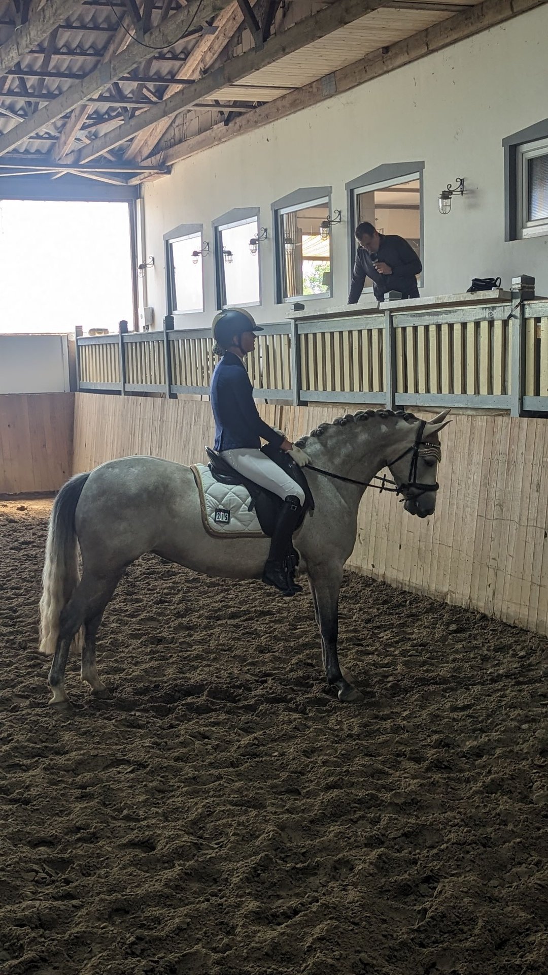 Deutsches Reitpony Stute 4 Jahre 146 Cm Schimmel In Elmshorn