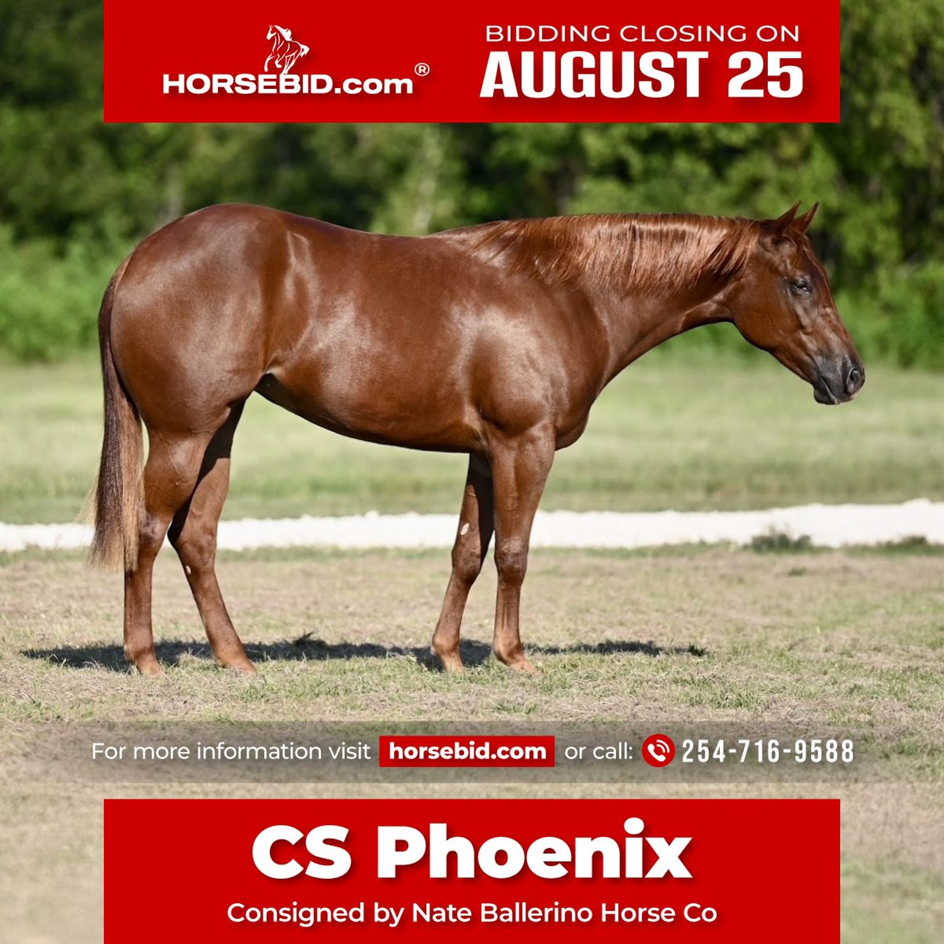 Caballos En Venta En Texas