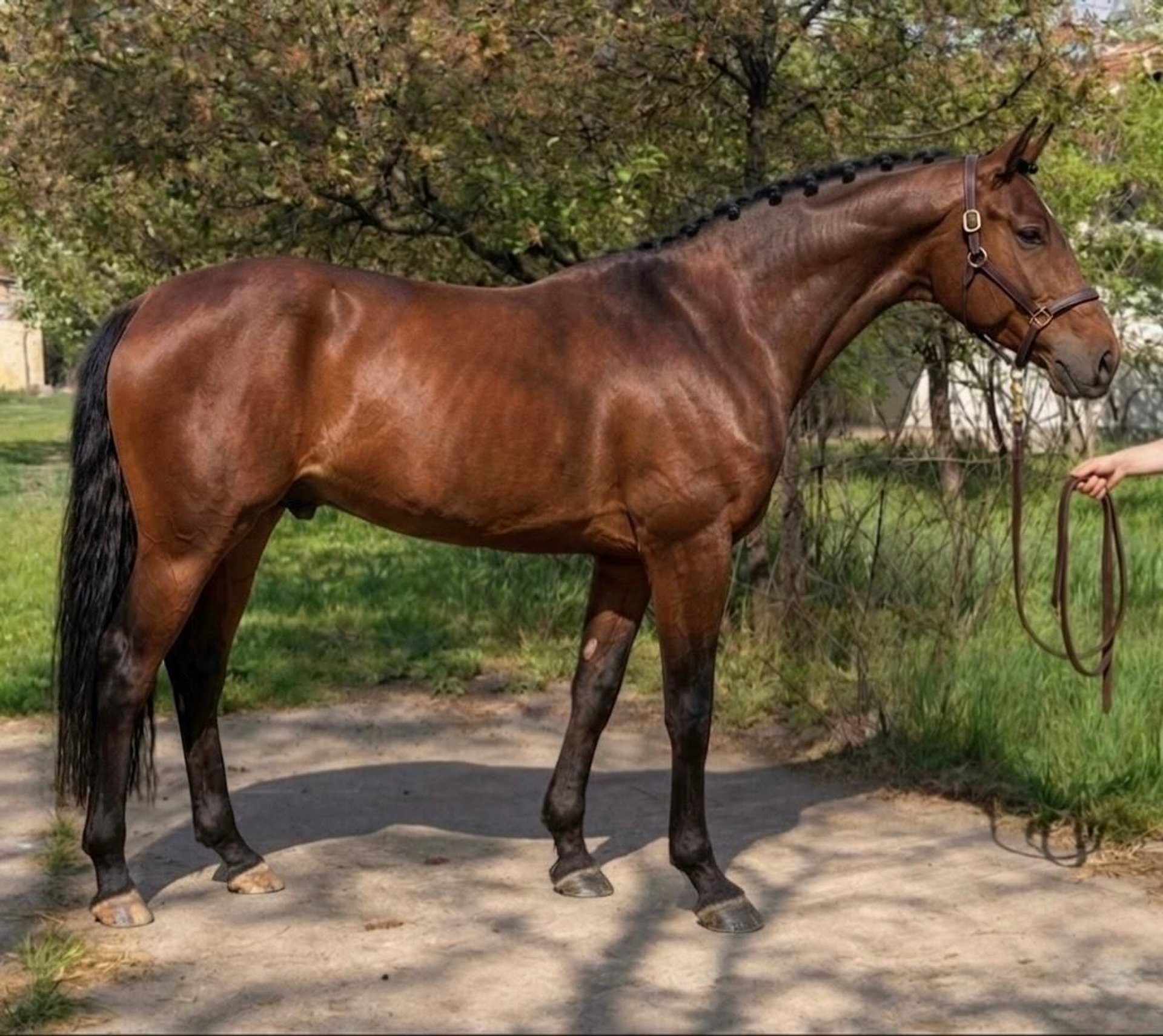 Westphalian Stallion 3 years 16.2 hh Brown in Szarvas