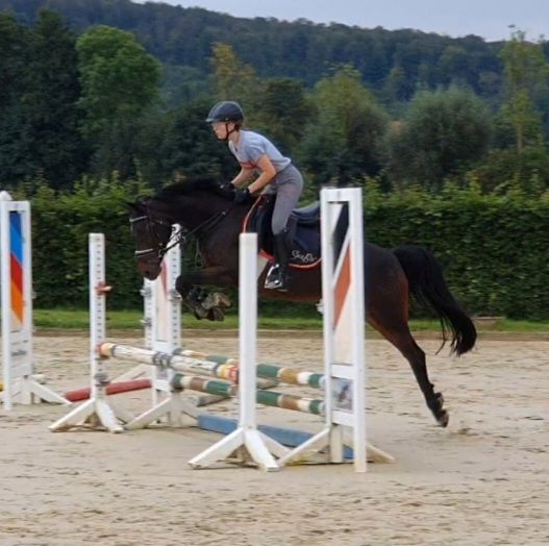 German Riding Pony Ranch German Riding Pony Mare 14 years 13,3 hh Bay-Dark in Bad Driburg