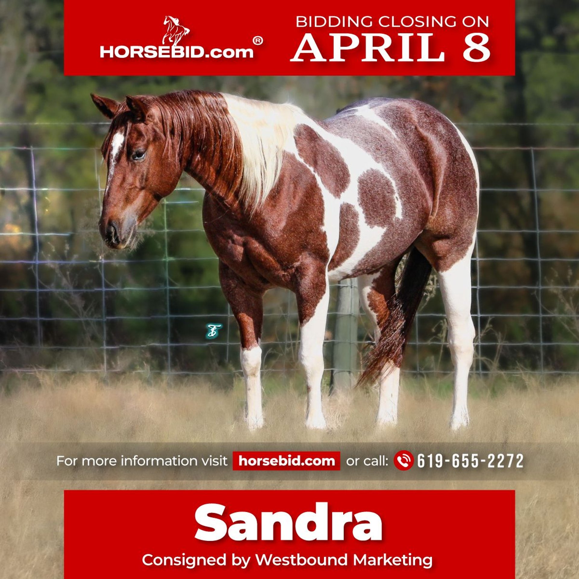 Paint Horse Caballo castrado 6 años 147 cm Pío in Lufkin