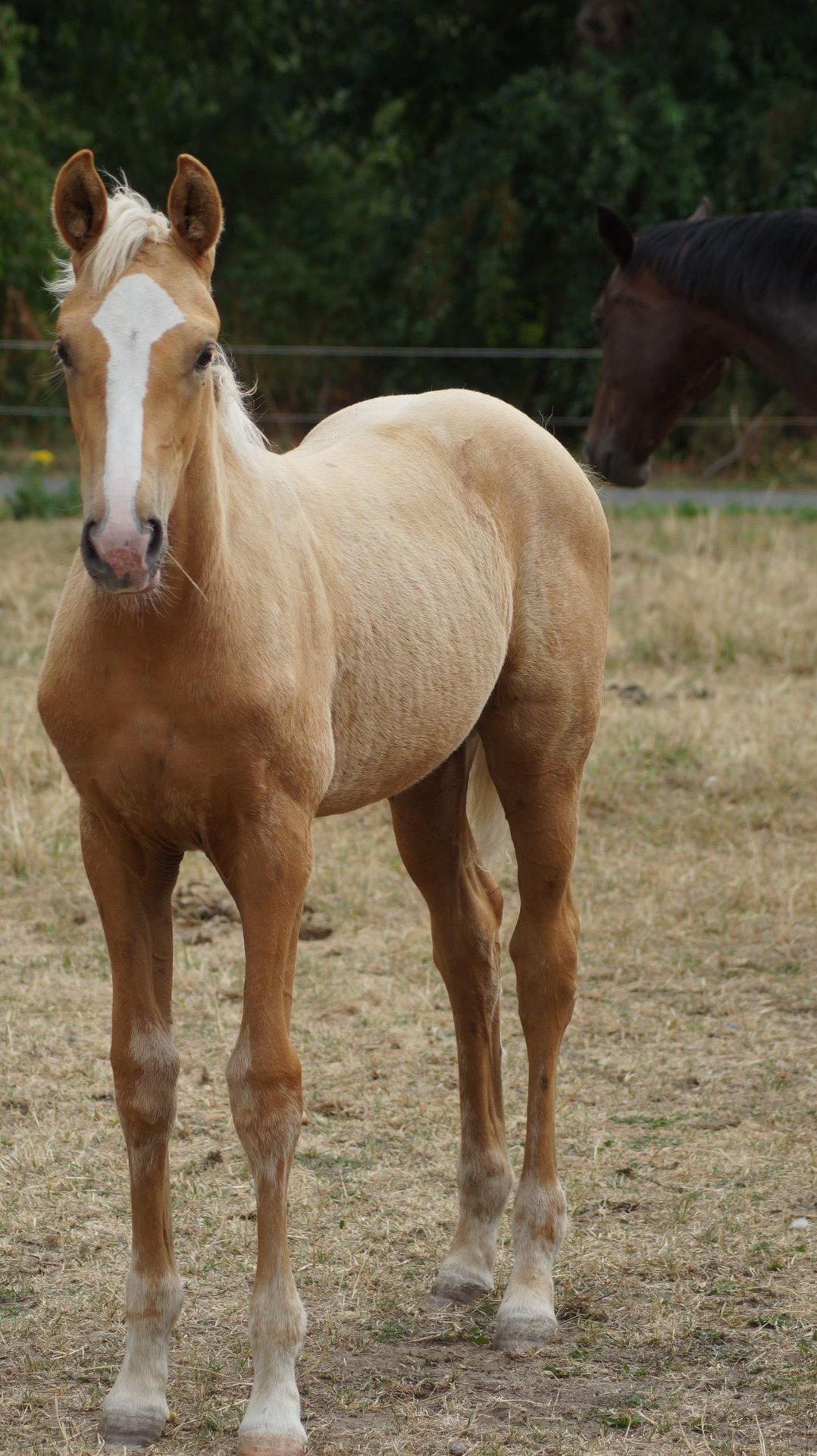 Westfälische Palomino-Stute (Fohlen) – Impression 3