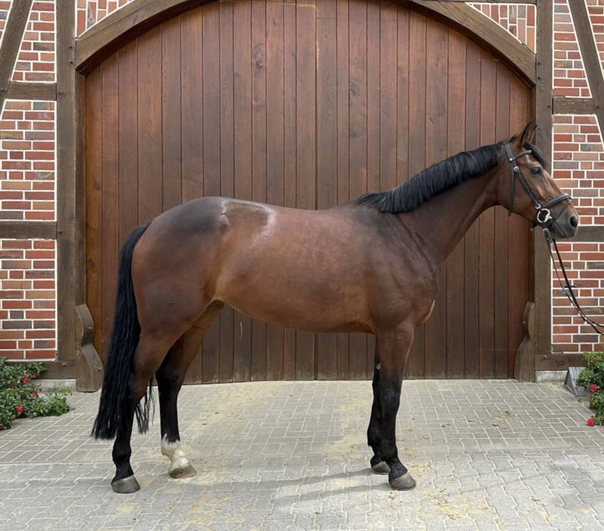 Zangersheide Klacz 6 Lat 166 Cm Gniada In Tuttlingen