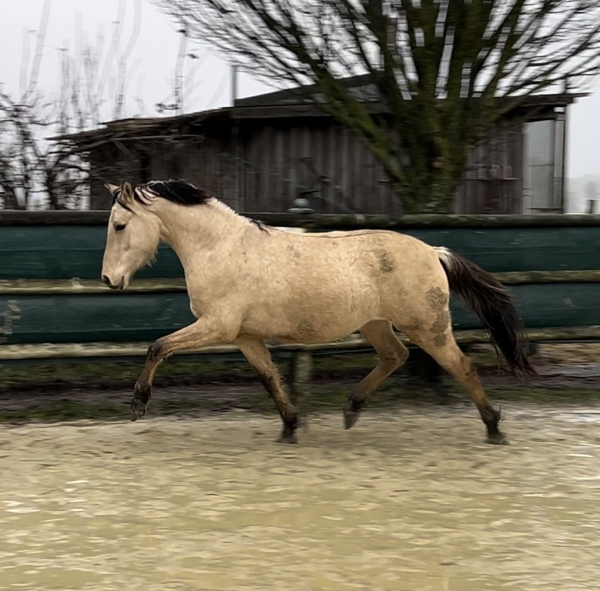 Deutsches Reitpony Wallach 3 Jahre 146 Cm Falbe In Nottuln