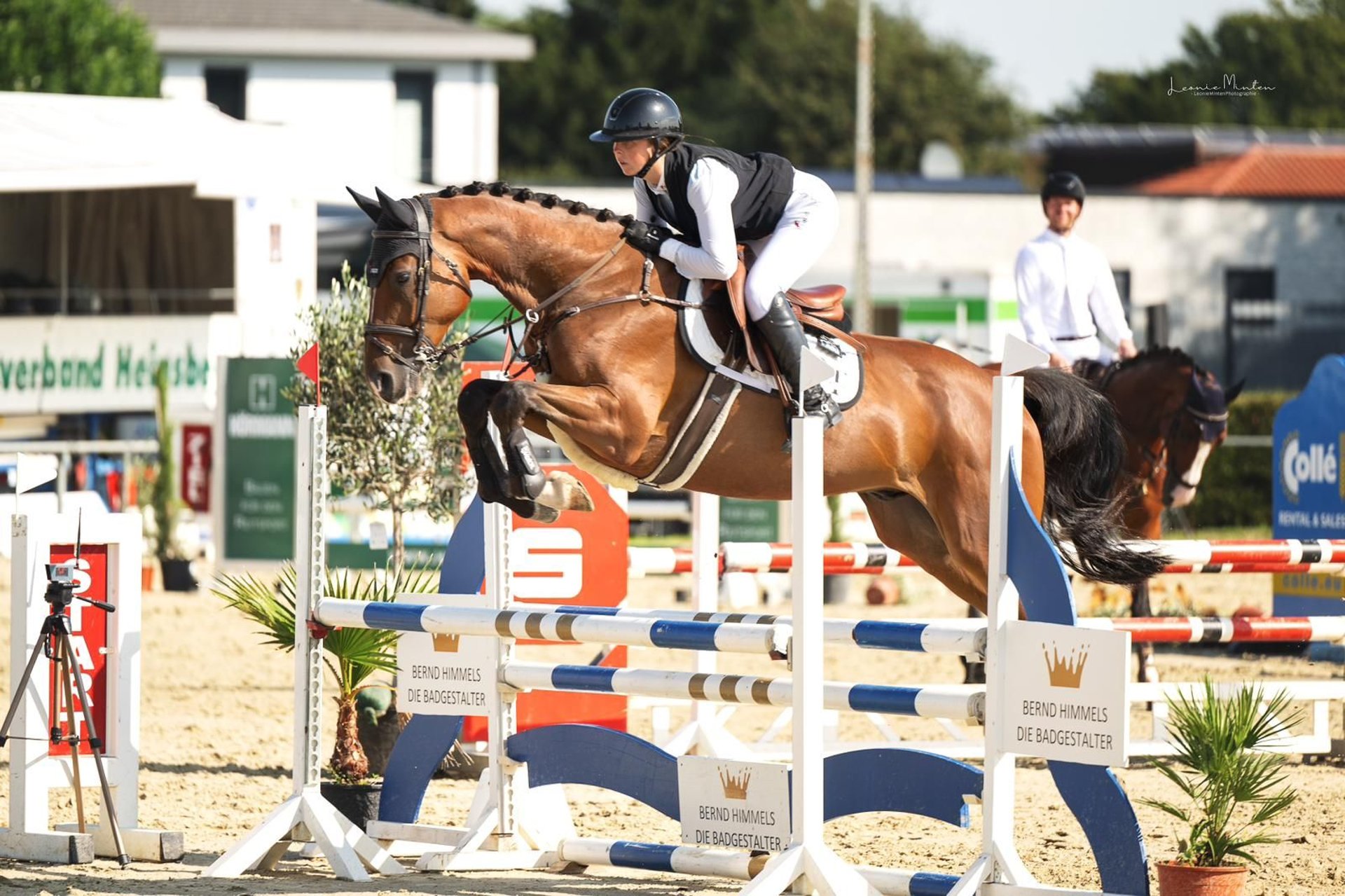 Holsteiner Valack 5 år 166 cm Brun in Heinsberg