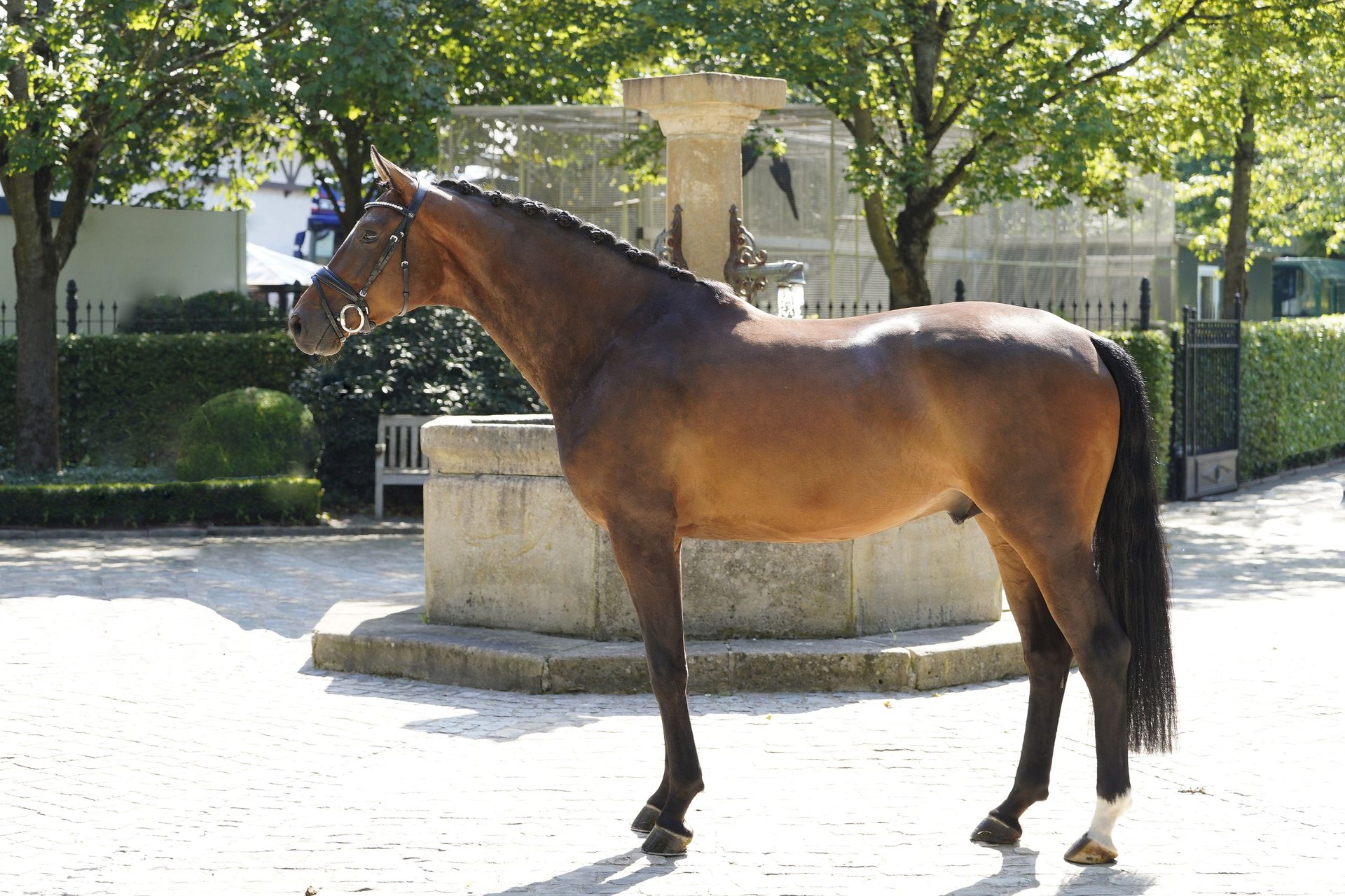 Westfale Wallach 5 Jahre 172 Cm Brauner In Kronberg Im Taunus