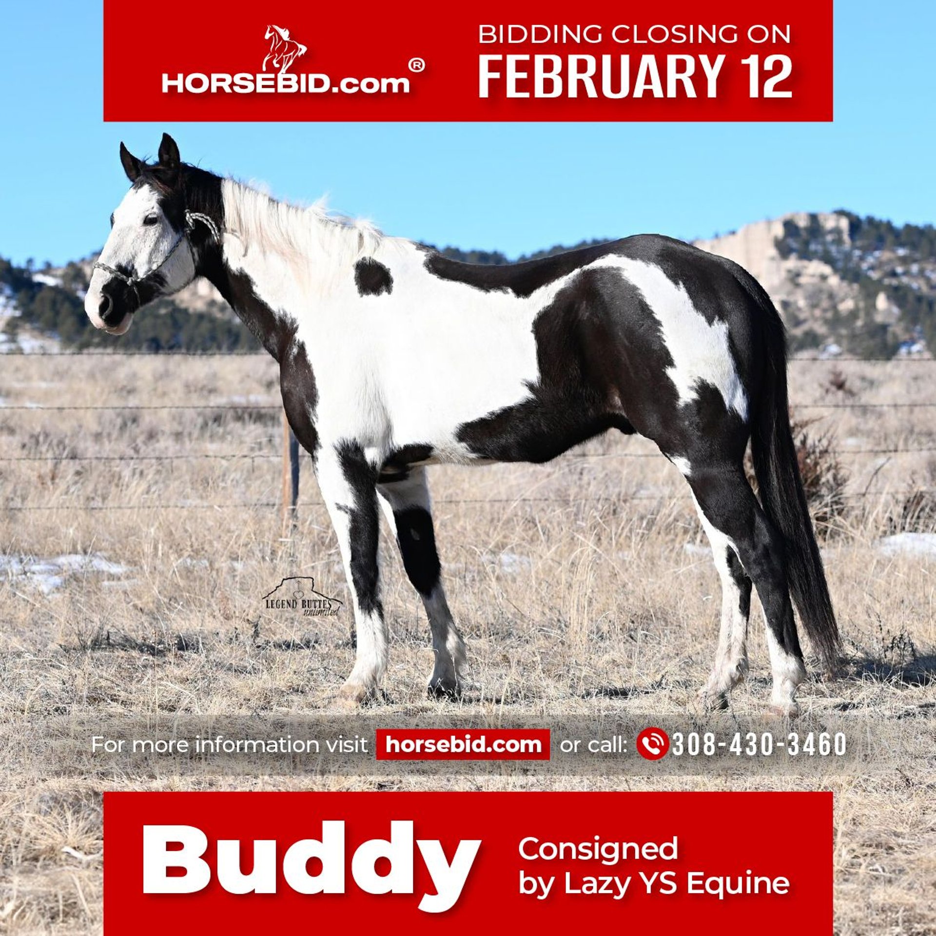 Paint Horse Gelding 8 years 15 hh Pinto in Chadron