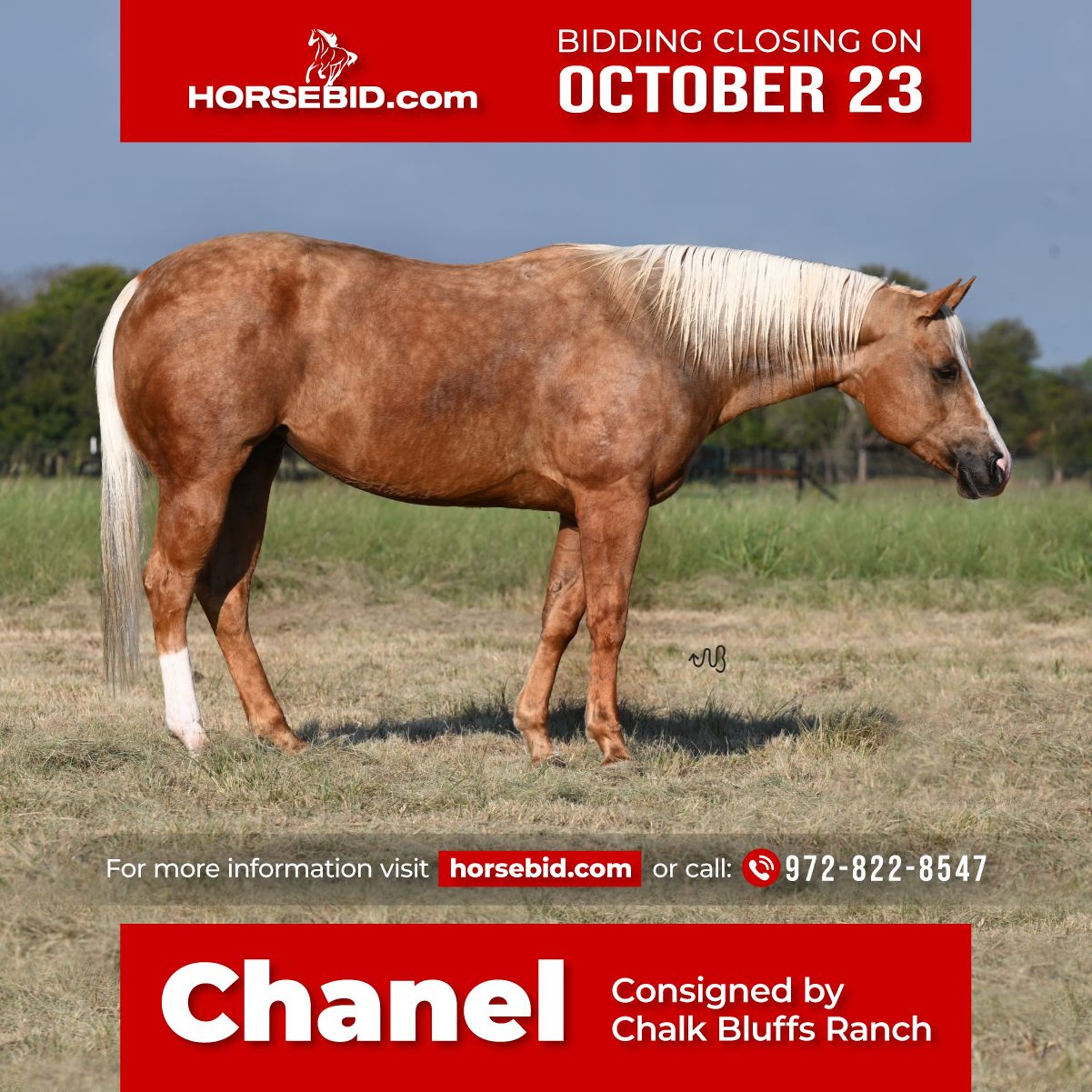 American Quarter Horse Mare 6 years 14,3 hh Palomino in Waco