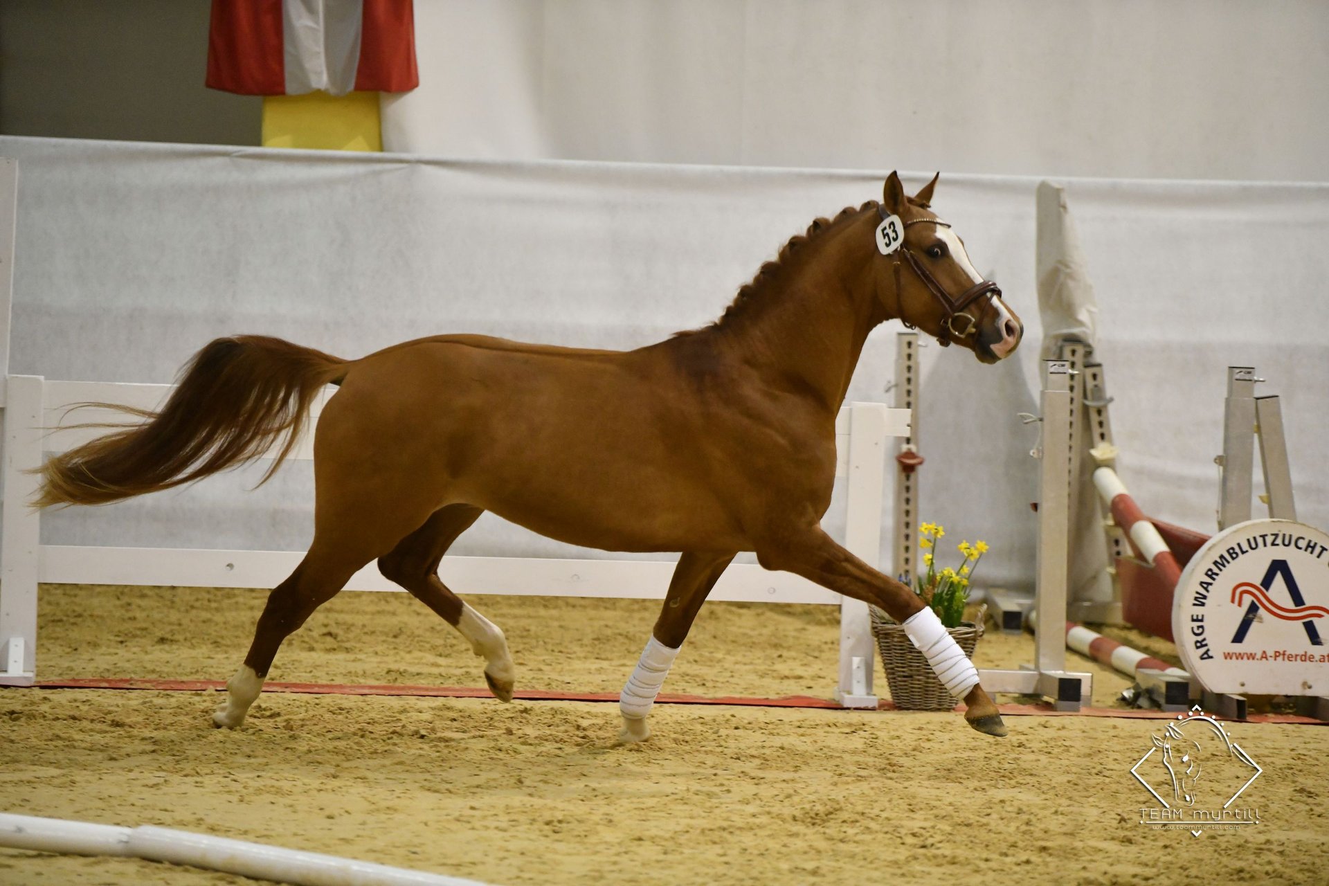 Jument Haflinger Schleich - Poney préféré des enfants