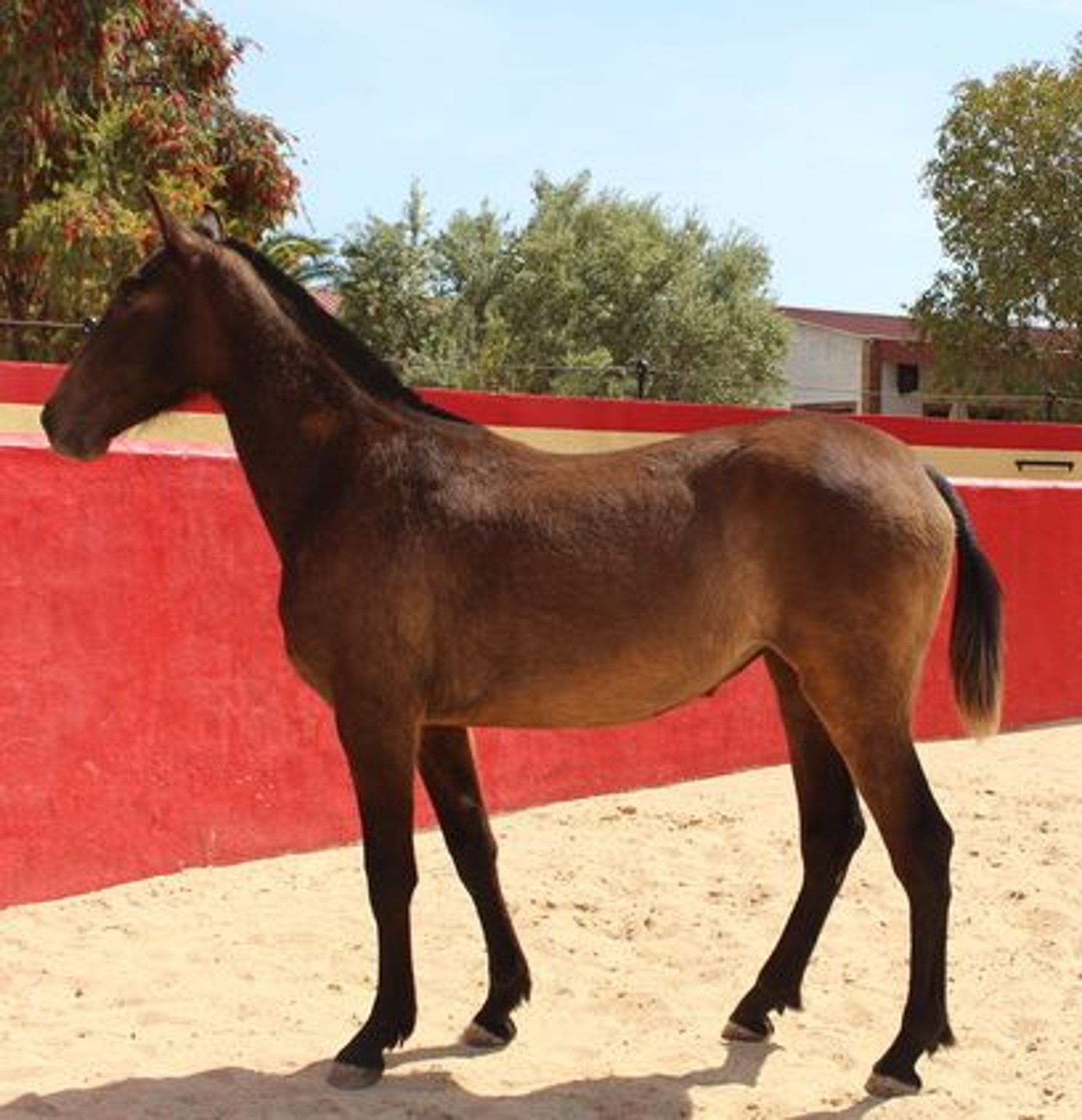 Andaluces Yegua 2 años Castaño rojizo in Badajoz