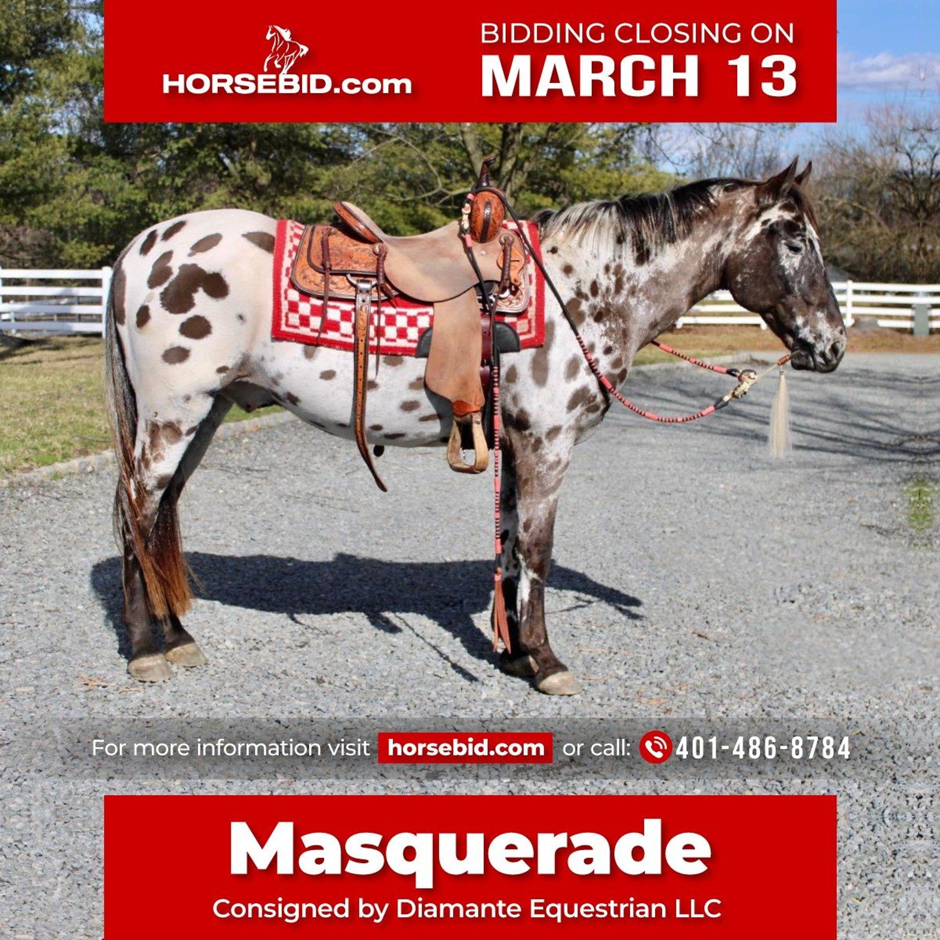 Appaloosa Gelding 14 years in Allentown, NJ