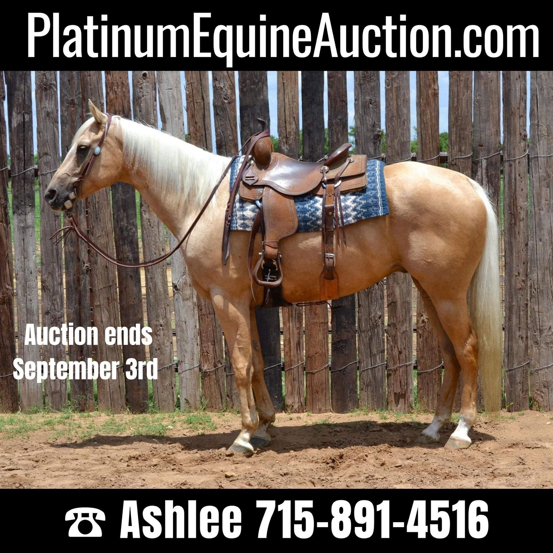 American Quarter Horse Gelding 5 years Palomino in STEPHENVILLE, TX