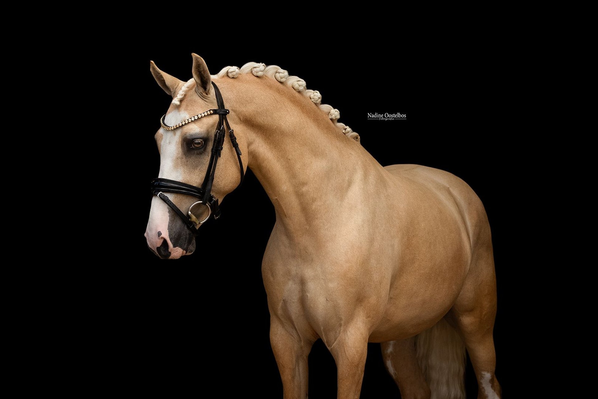 Roderick, Palomino-Wallach – Impression 2