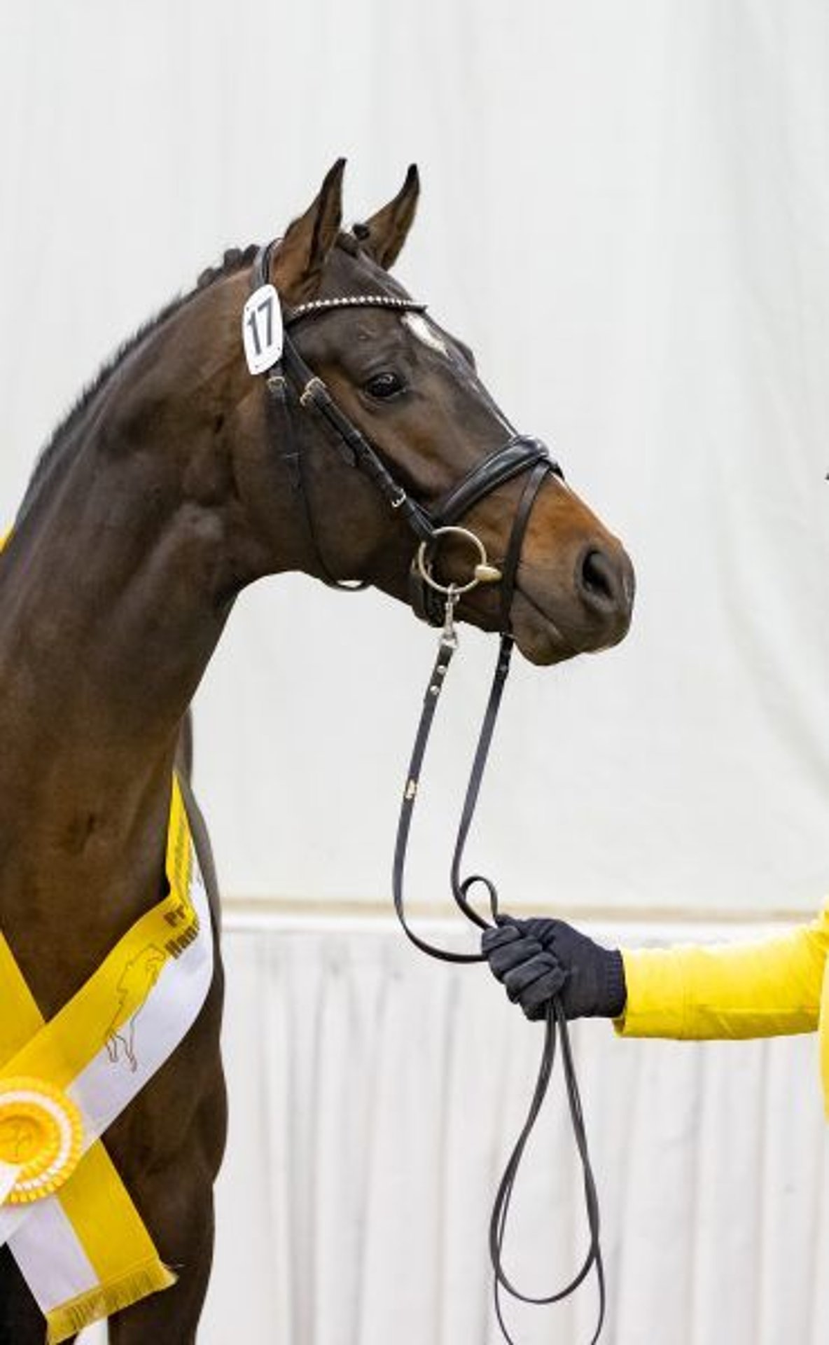 Koń hanowerski Ogier Ciemnogniada in Celle