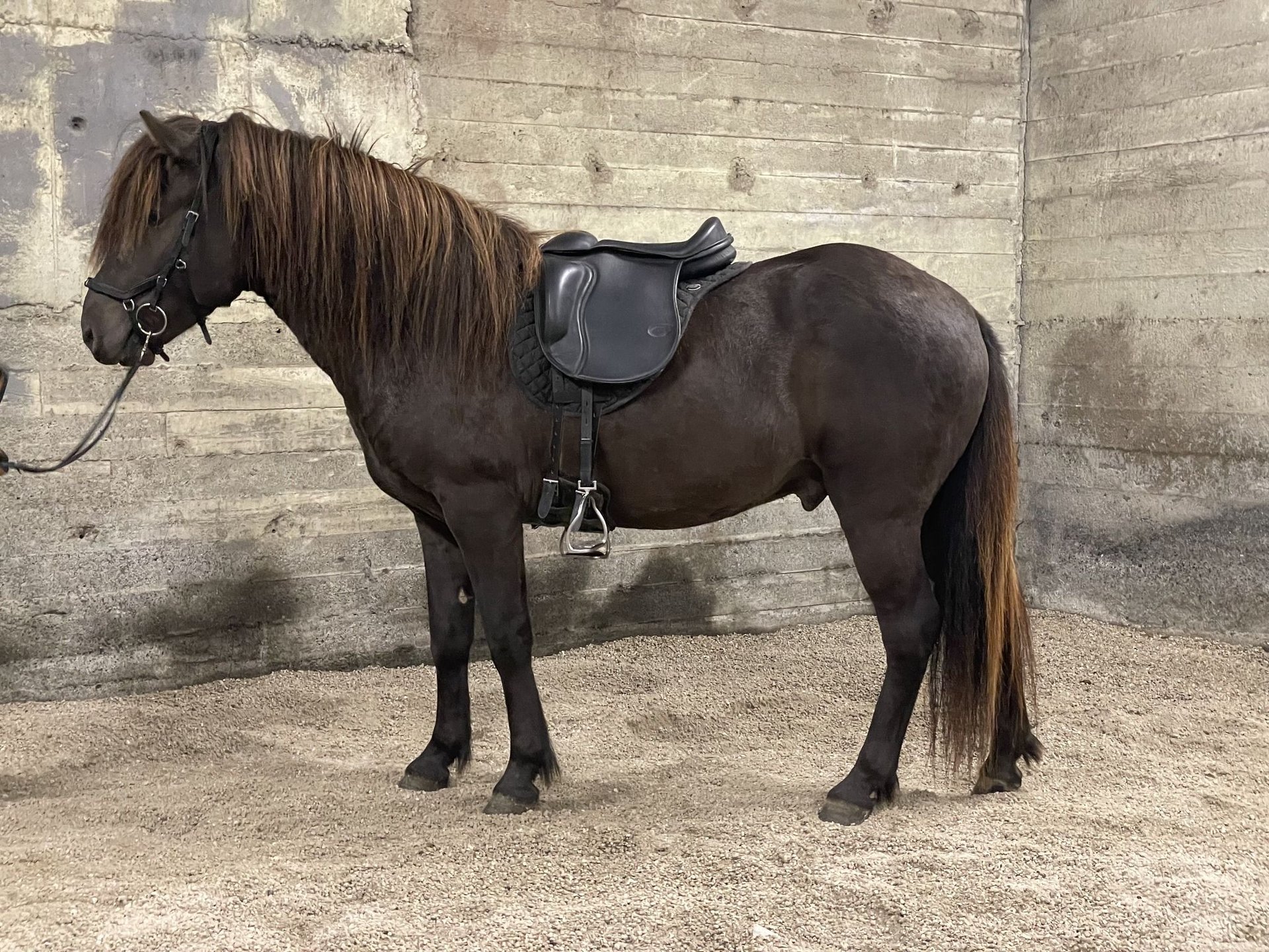 Caballos Islandeses Caballo Castrado 4 Años 143 Cm Morcillo In Hvolsvöllur