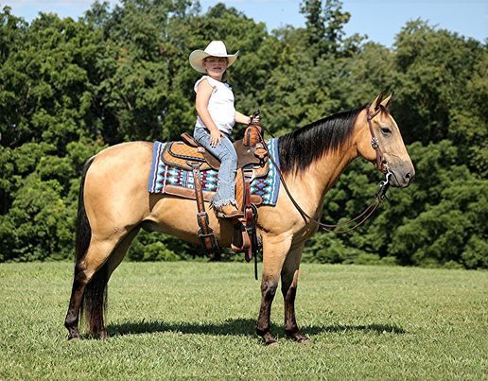 American Quarter Horse Gelding 7 years Buckskin in Mount Vernon, KY