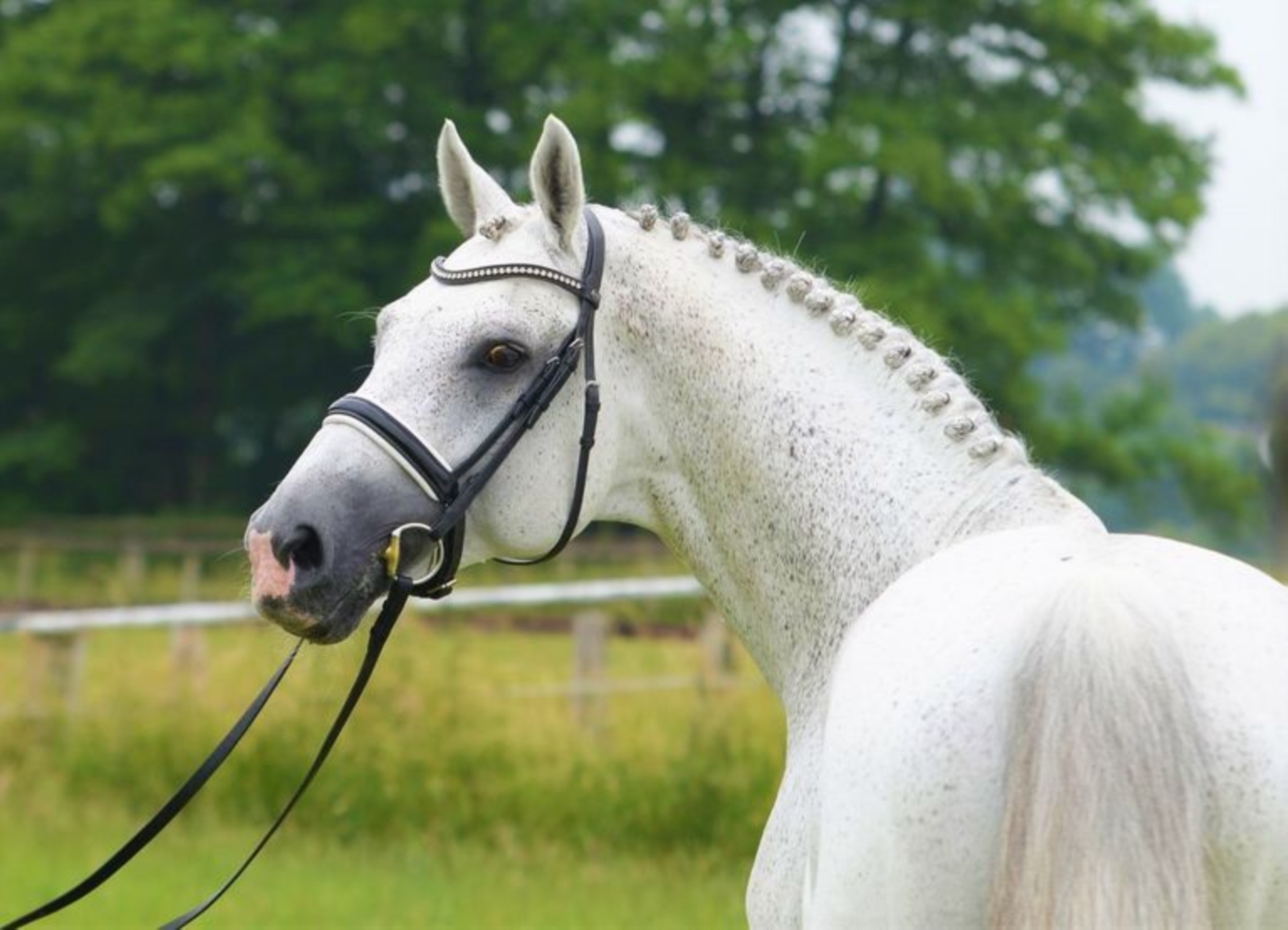 CORNADO I Westphalian Stallion Gray in Warendorf