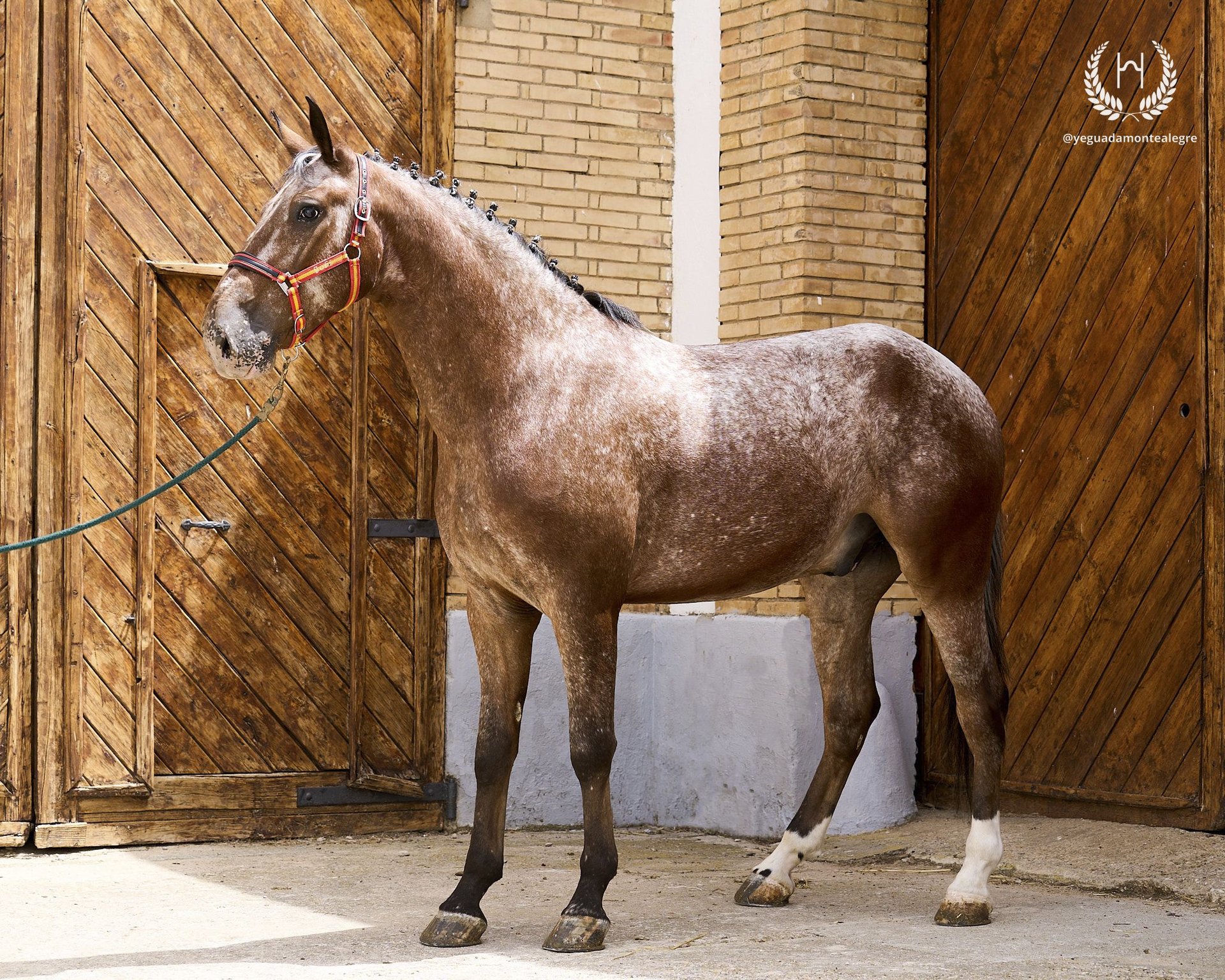 Caballo de deporte español Caballo castrado 4 años 170 cm Atigrado/Moteado  in Navalperal De Pinares