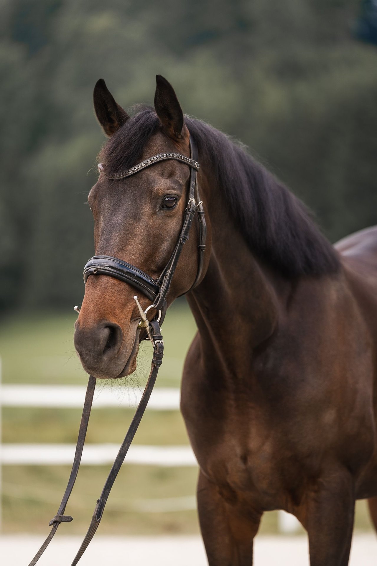 Other Warmbloods Gelding 8 years 16,1 hh Bay-Dark in Thalgau