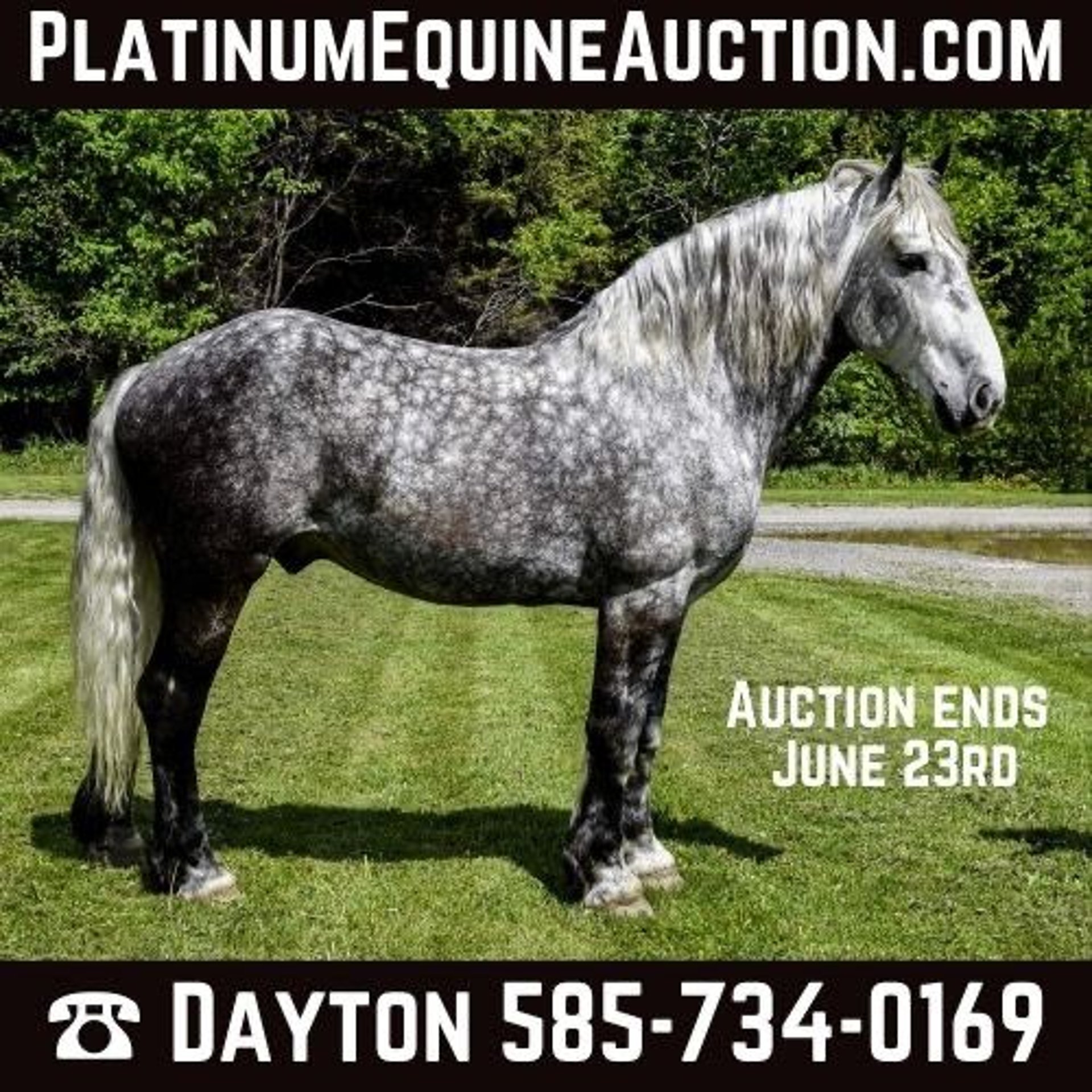 Percheron Gelding 7 years 16,3 hh Gray-Dapple in Warsaw NY