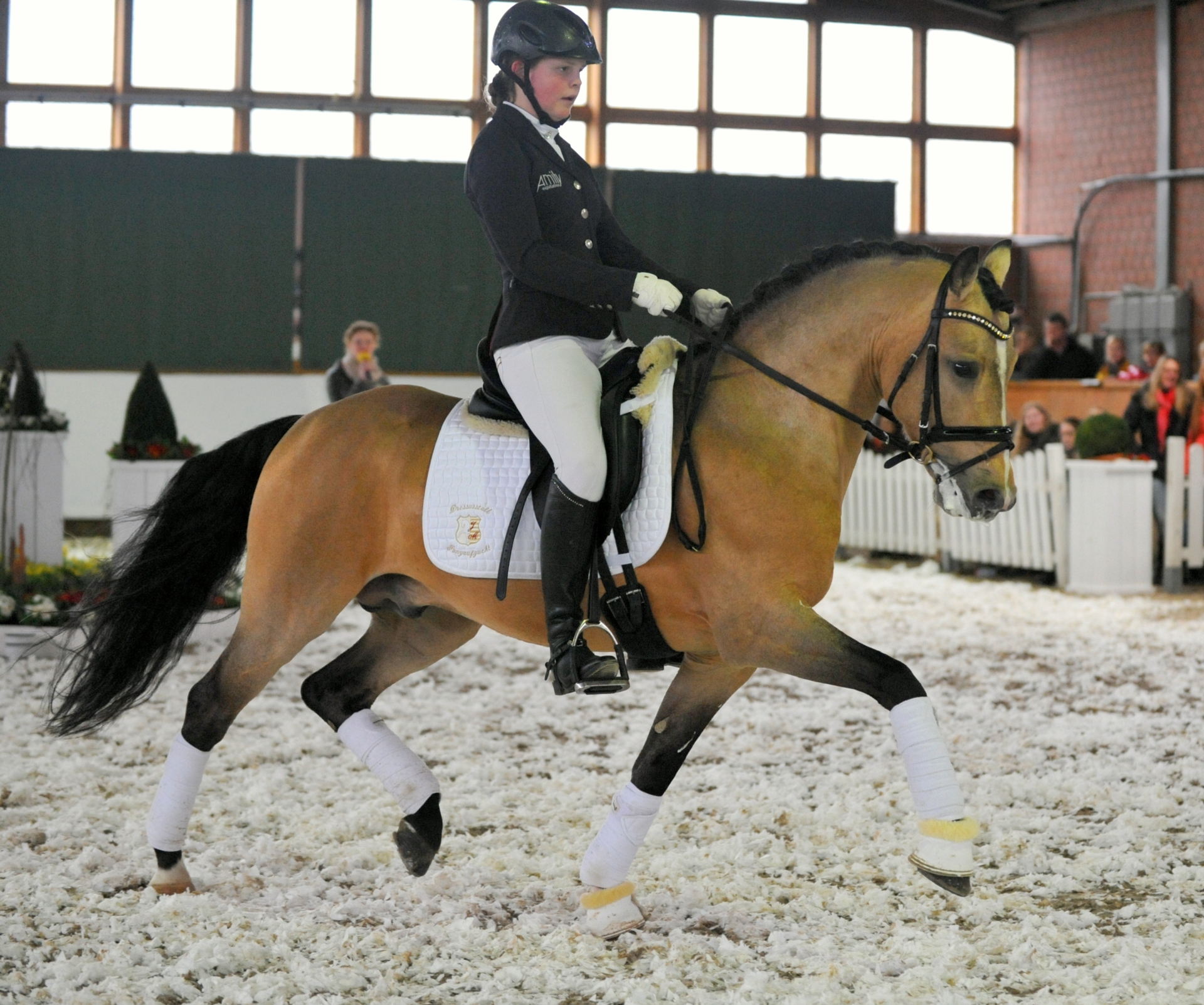 A NEW STAR I NRW German Riding Pony Stallion Dun in Paderborn