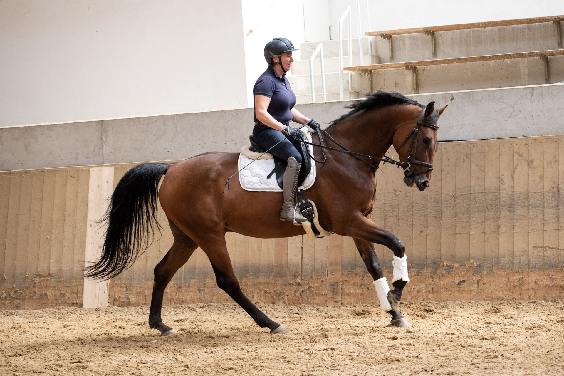 Belgian Warmblood Gelding years 16,2 hh Brown in Gräfelfing
