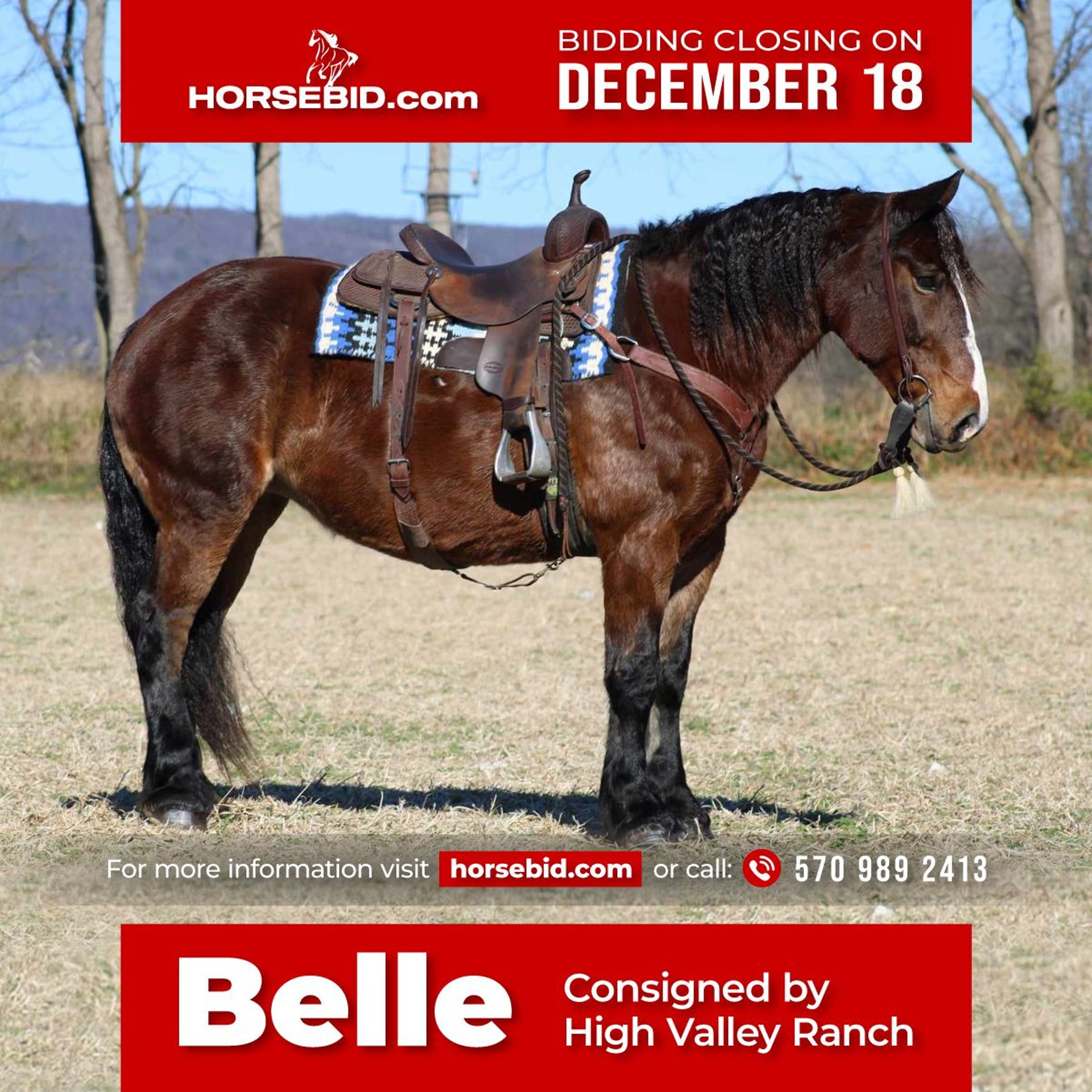 Cheval de trait Croisé Jument 13 Ans 155 cm Bai brun in Allenwood