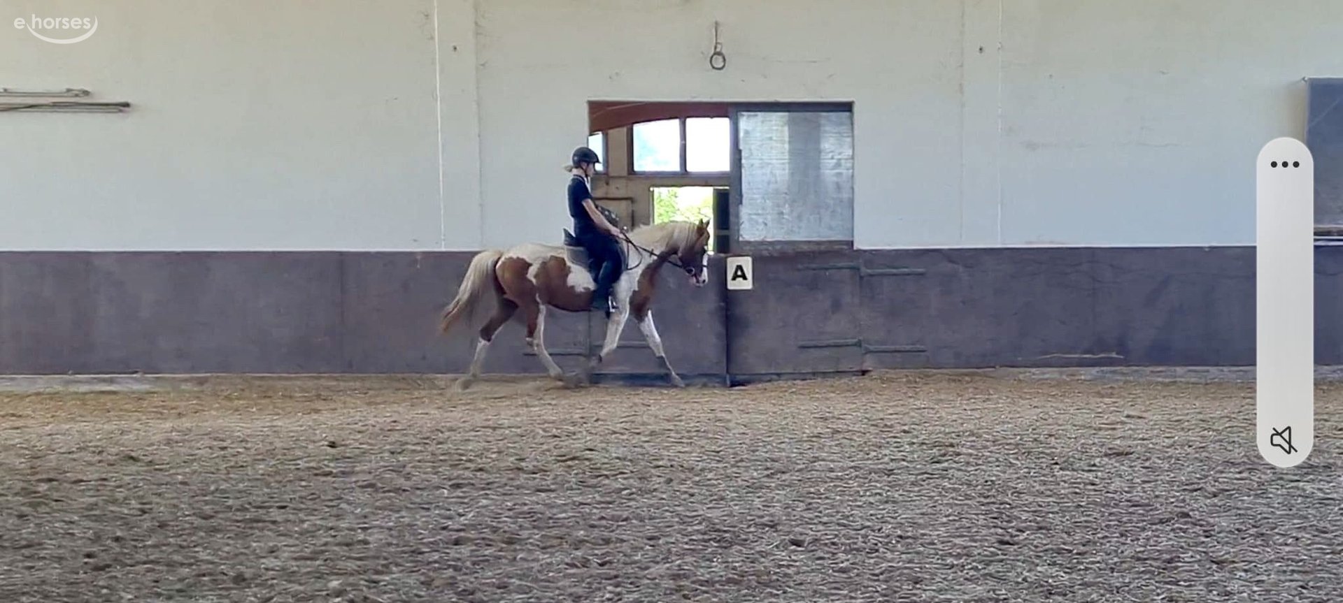 Berber-Arabier Ruin 3 Jaar 150 cm Gevlekt-paard in Rehlingen-Siersburg