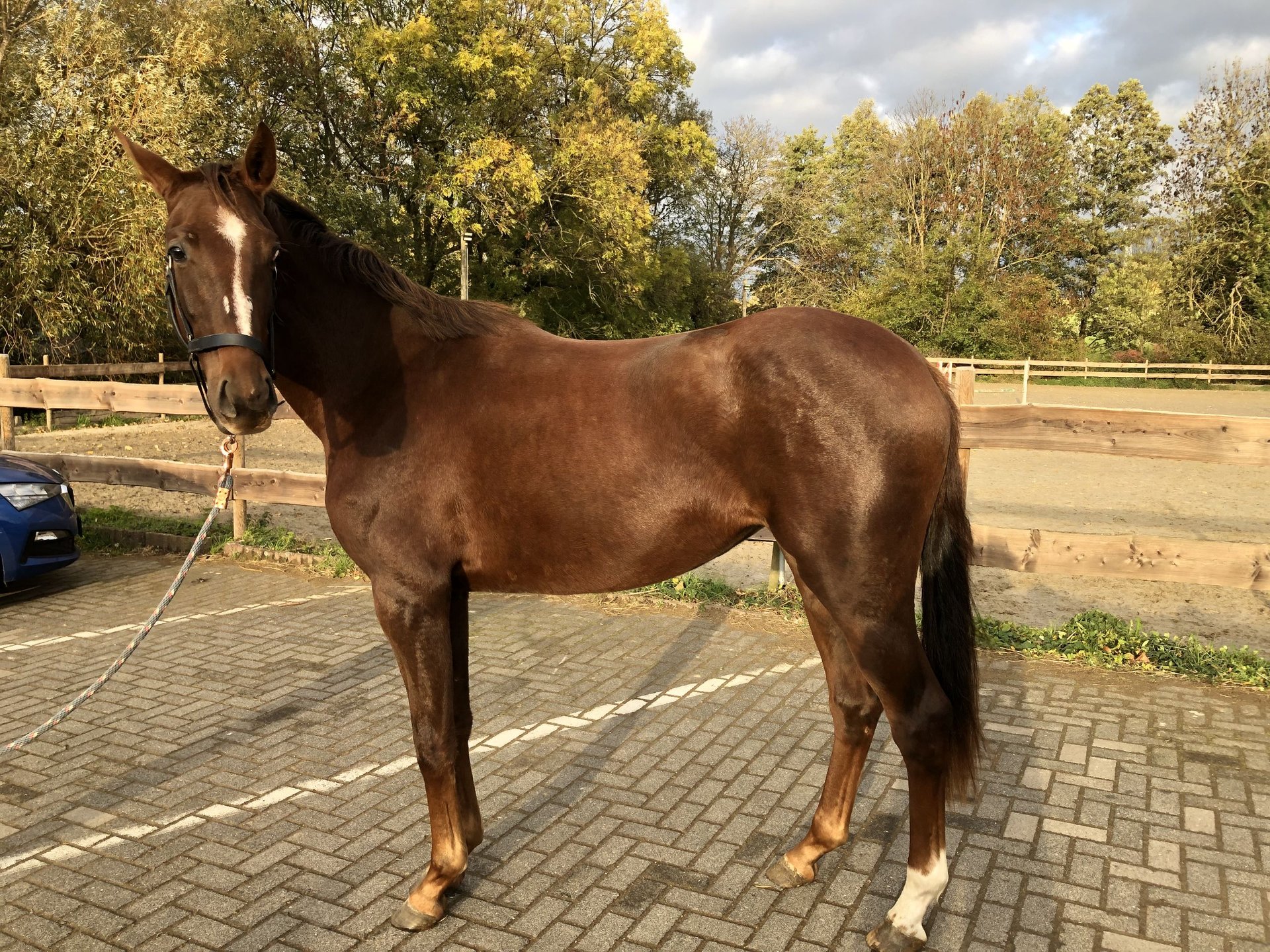 Westfale Stute 2 Jahre 168 cm Dunkelfuchs in Bonn