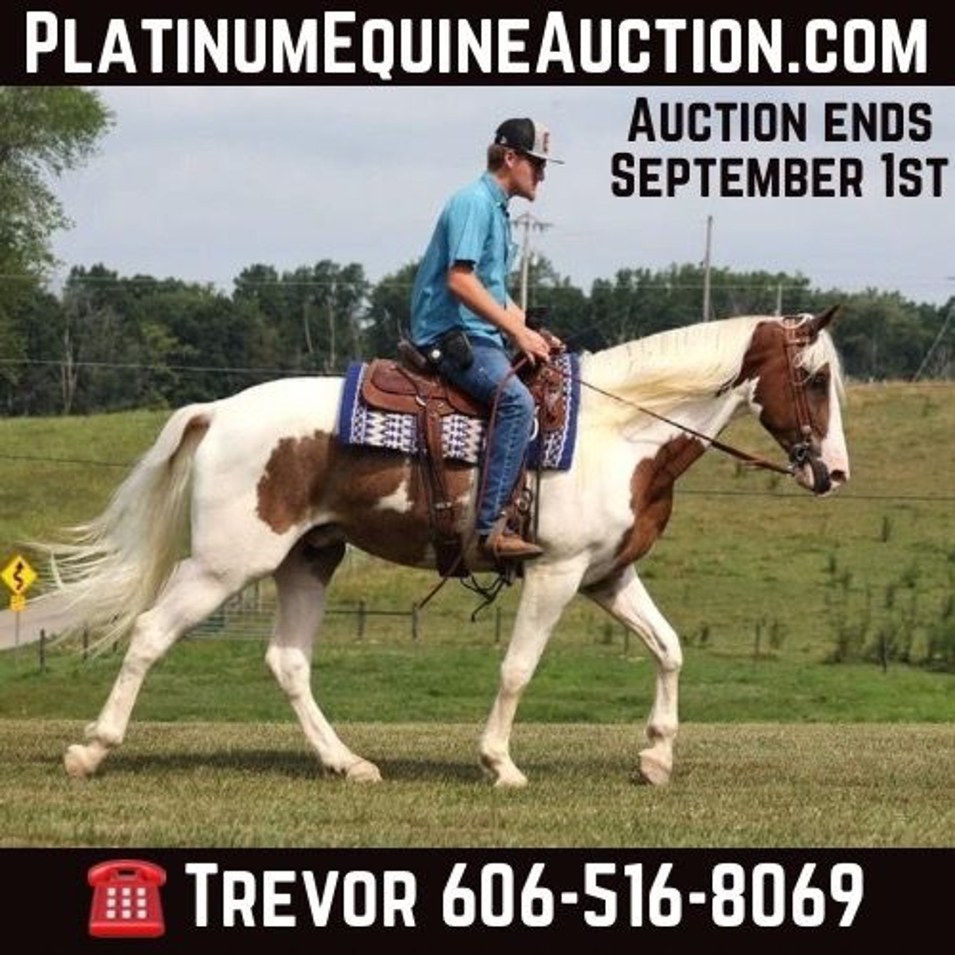 Tennessee walking horse Gelding 5 years 15,2 hh Tobiano-all