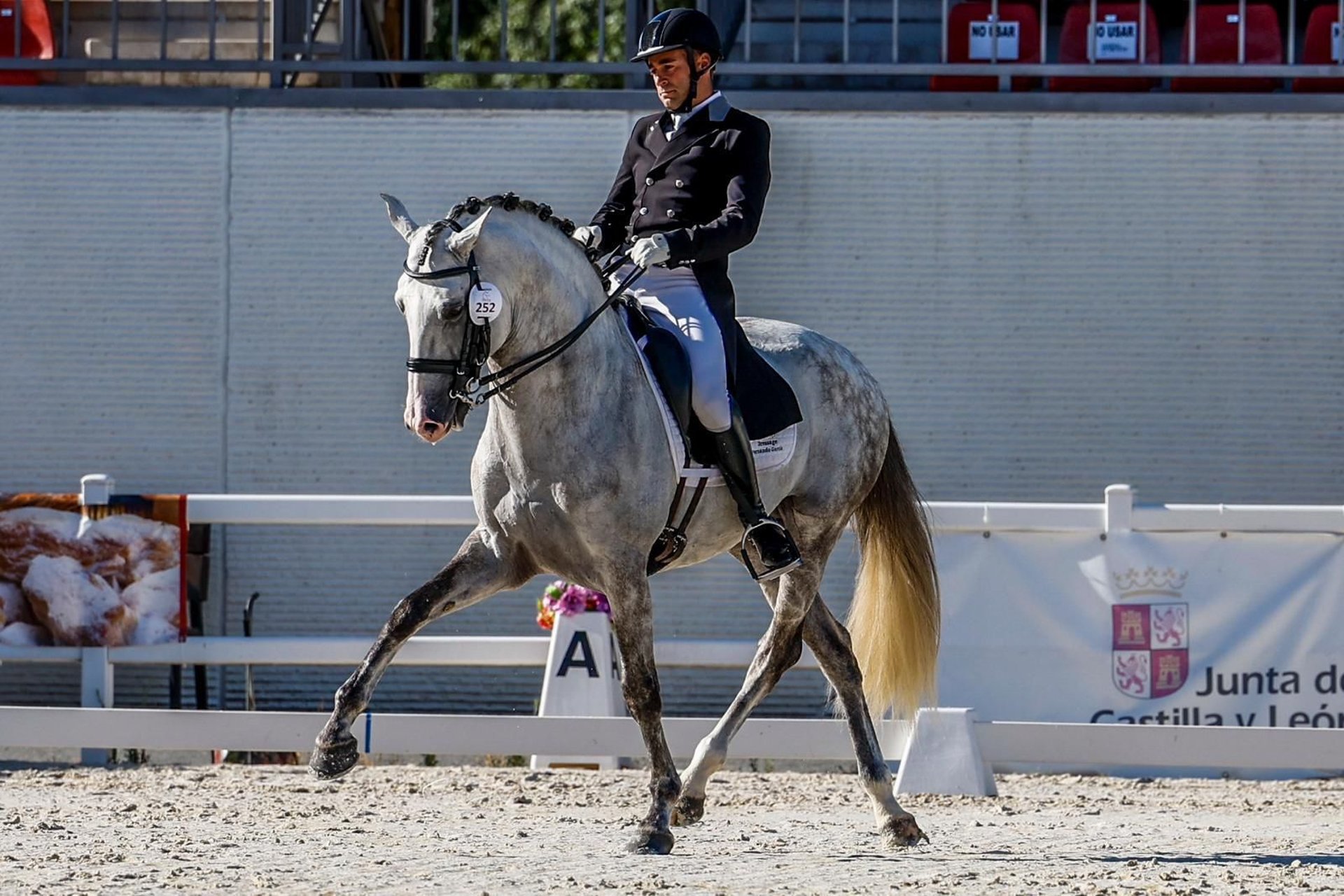 Lusitano-Hengst, Impression 1