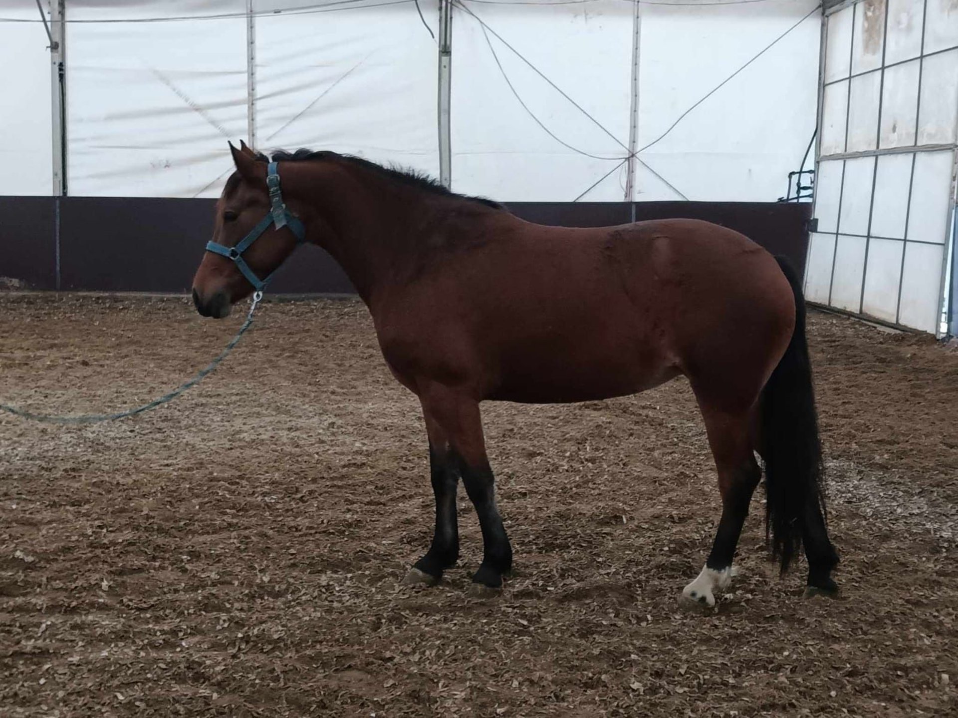 Plus De Poneys/petits Chevaux Jument 4 Ans 152 Cm Bai In Deggendorf