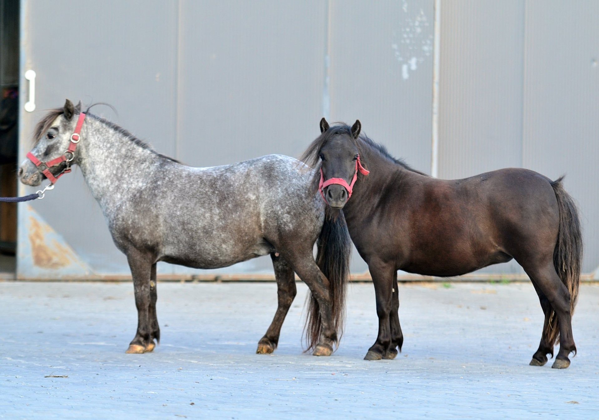 Falabella Mare 9 years 8,2 hh Leopard-Piebald in Skibin