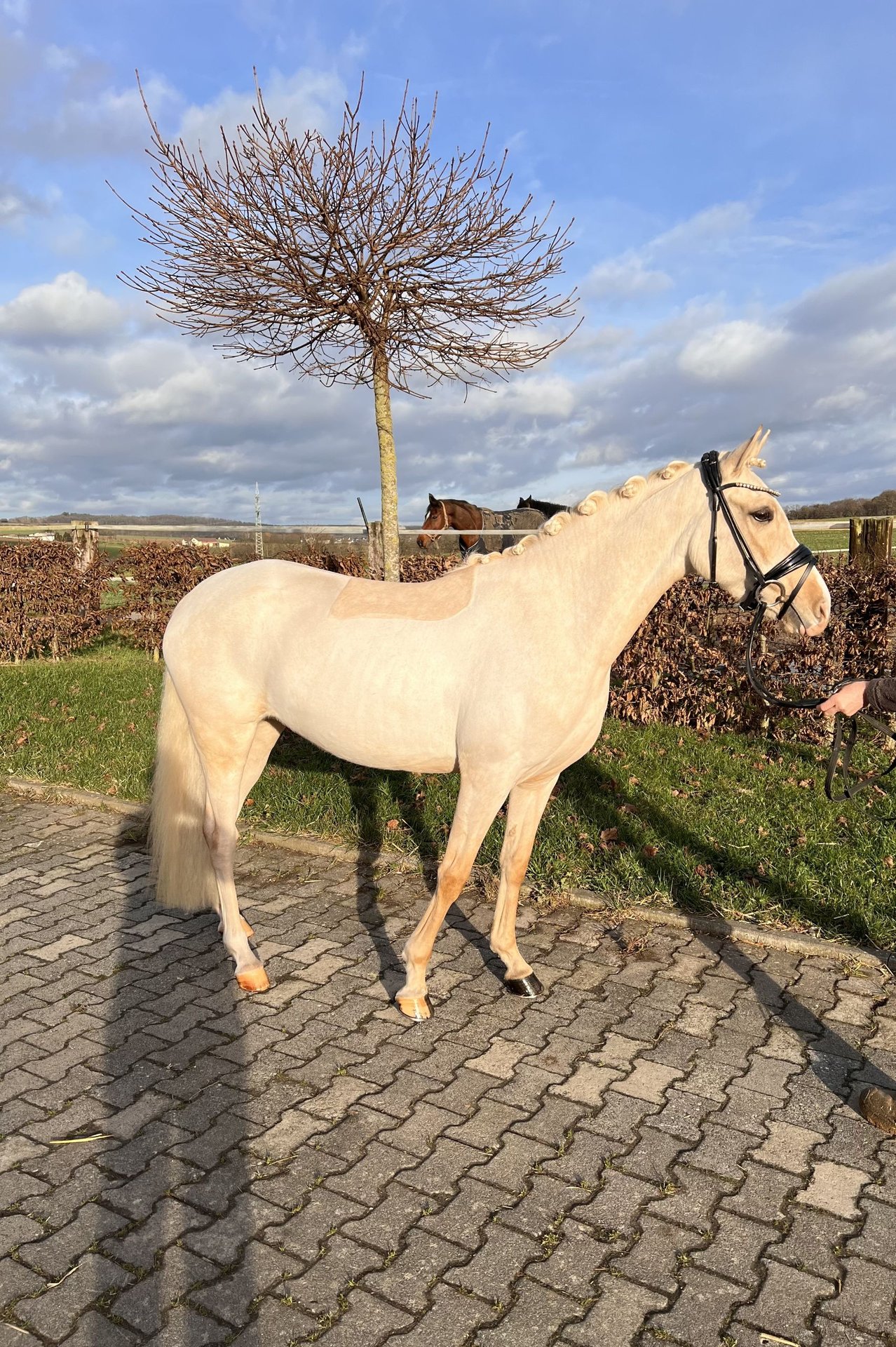 Deutsches Reitpony Stute 5 Jahre 145 Cm Palomino In Brechen