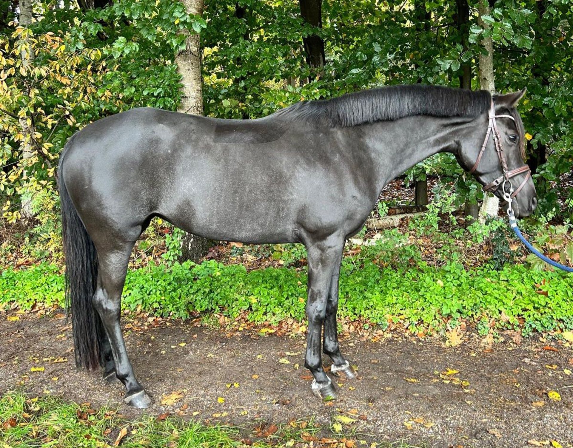 NRPS Mare 7 years 14,1 hh Grey-Dark-Tan in Diepenveen