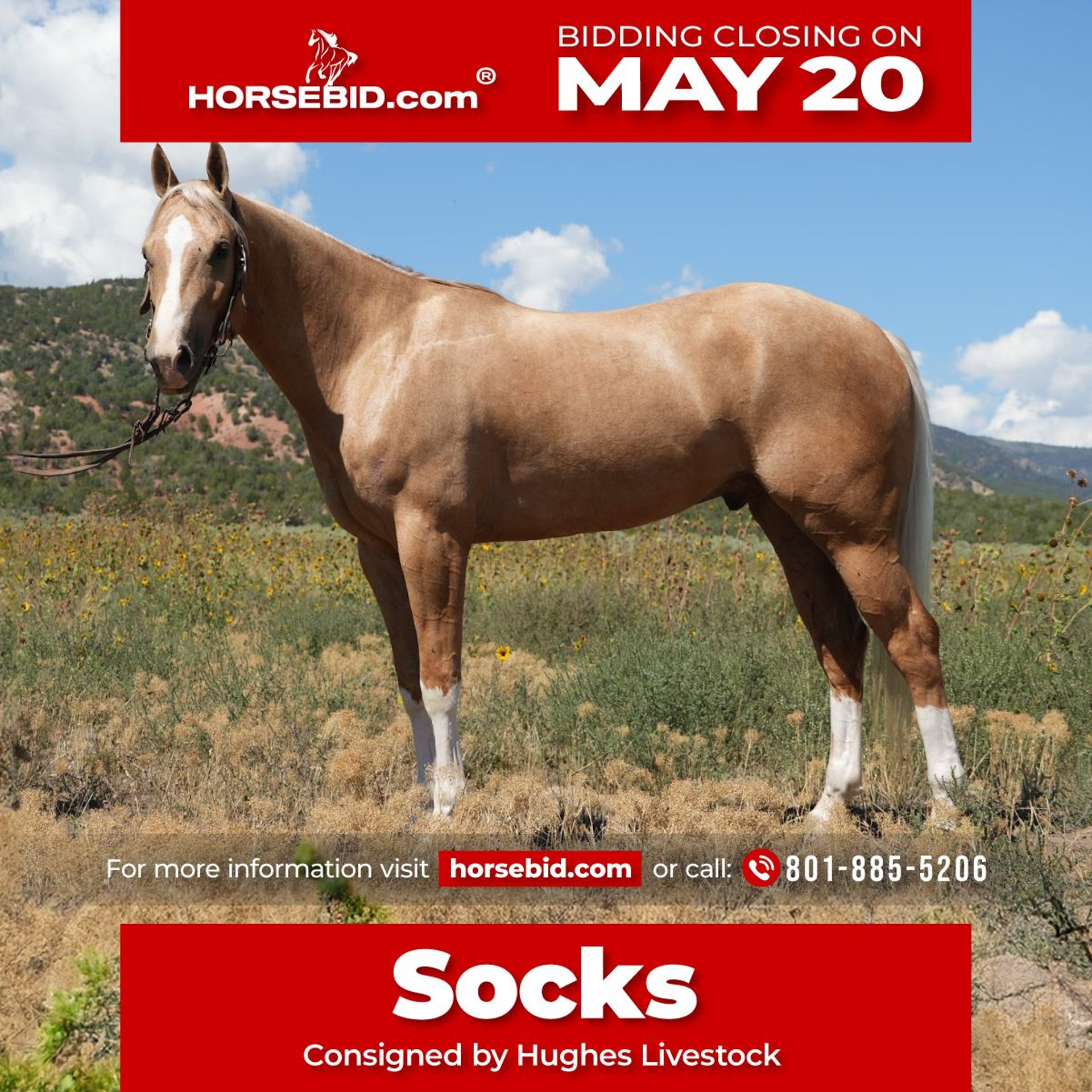 American Quarter Horse Gelding 5 years 14,3 hh Palomino in Fountain Green