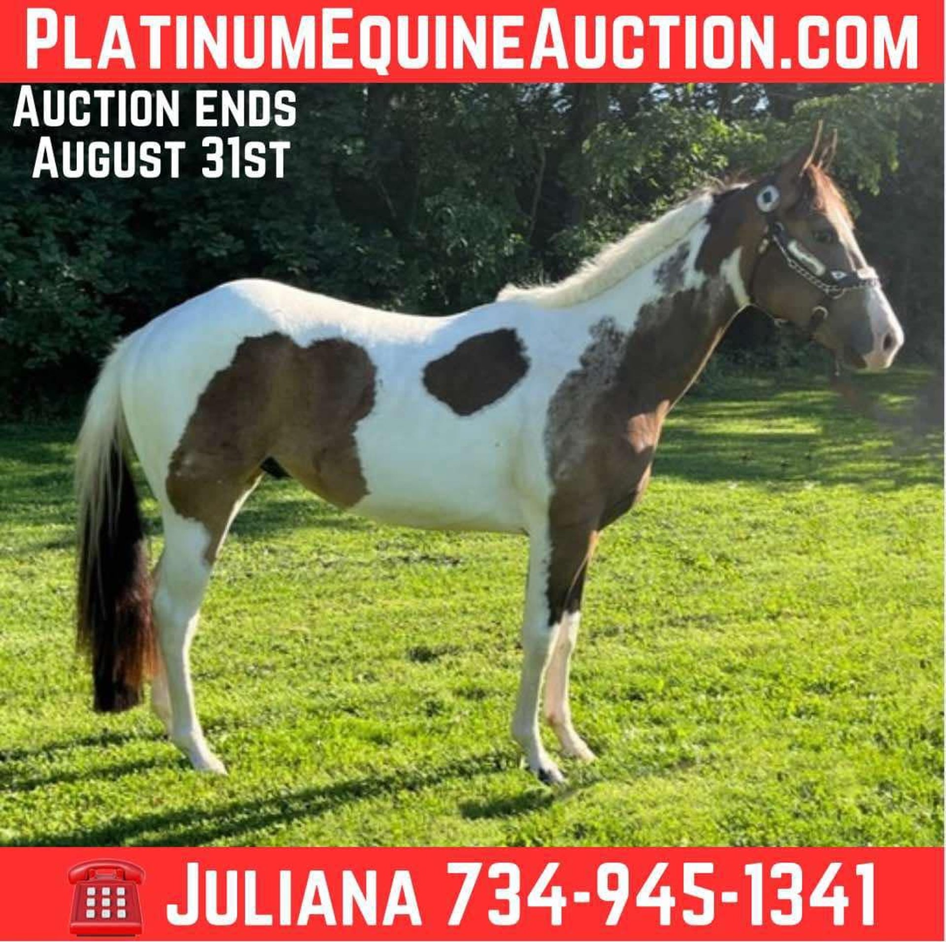 American Paint Horse Gelding 3 years Tobiano-all-colors in Jackson MI