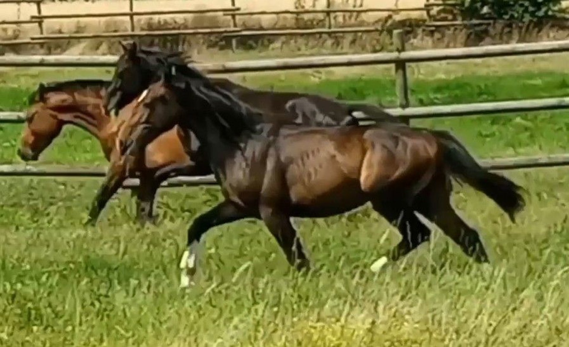 Frison oriental Étalon 1 Année 166 cm Bai in Stöckse