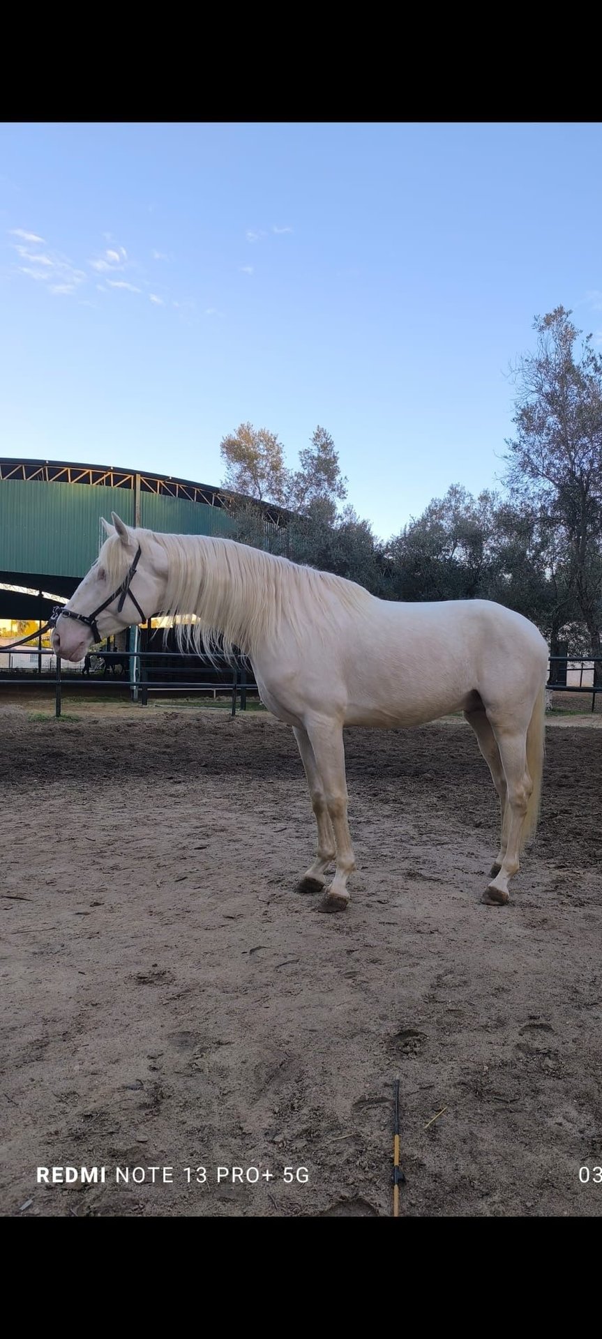 Bella Rio Stallion Lusitano Stallion 3 years 16,2 hh Palomino in La Puebla Del Rio