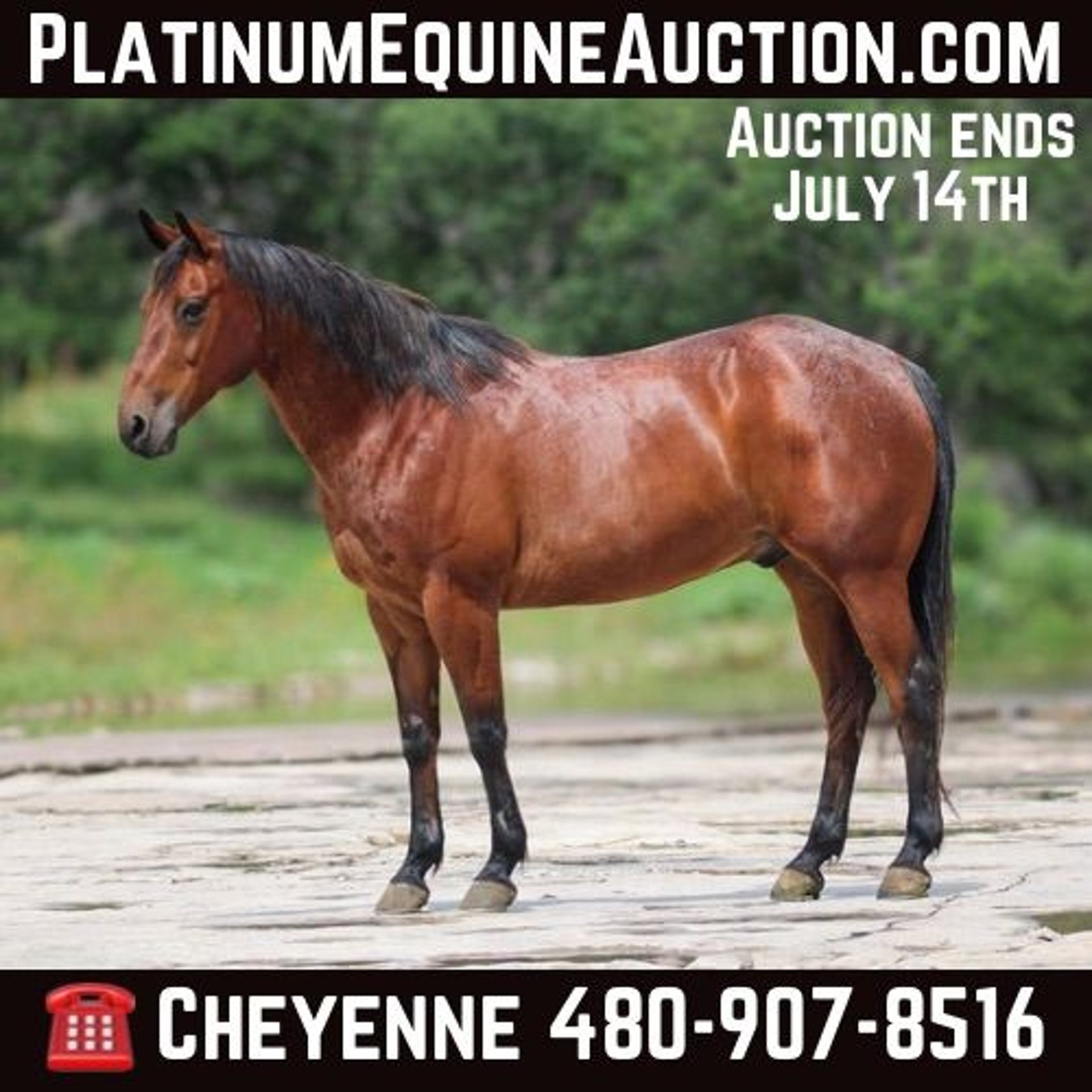 American Quarter Horse Gelding 14 years 14,3 hh Bay in