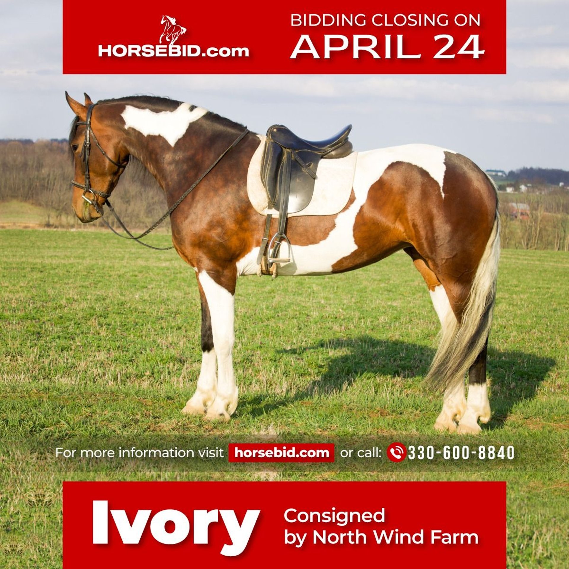 Friesian horses Mare 5 years in Millersburg, OH