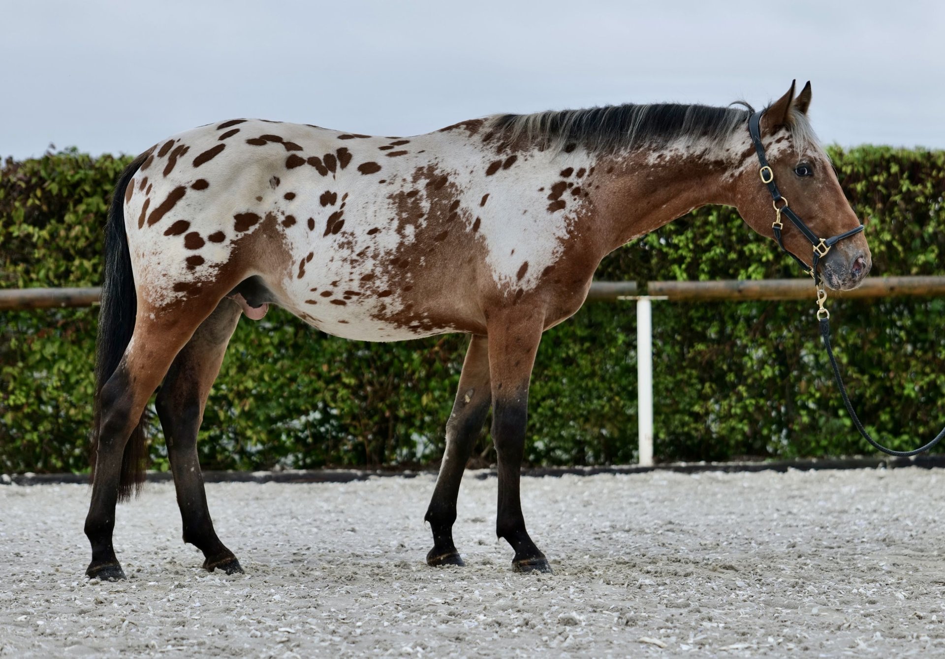 The Appaloosa horse - Royal Horse