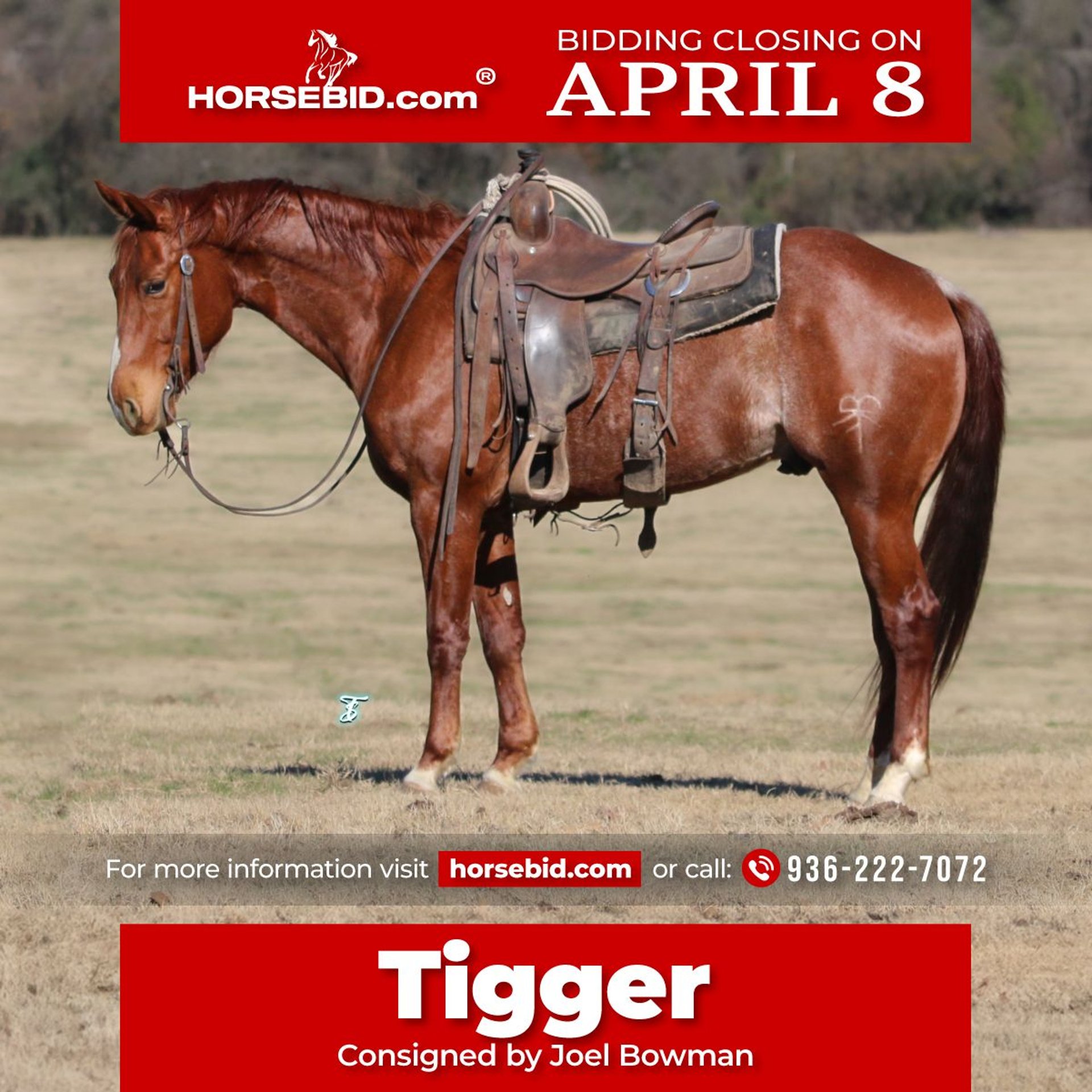 Quarter horse américain Hongre 5 Ans 147 cm Rouan Rouge in Carthage