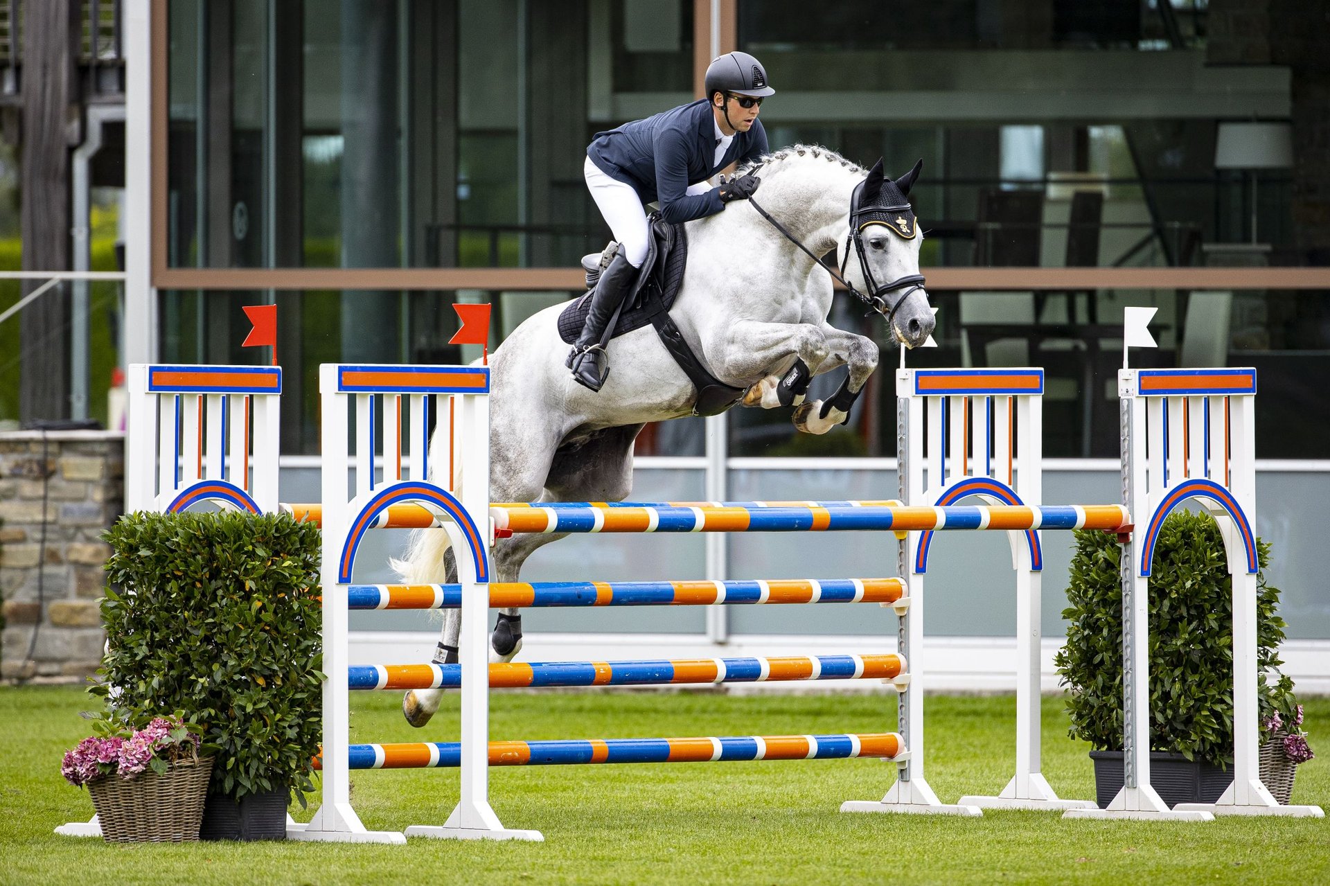 KWPN Stallion Gray in Celle