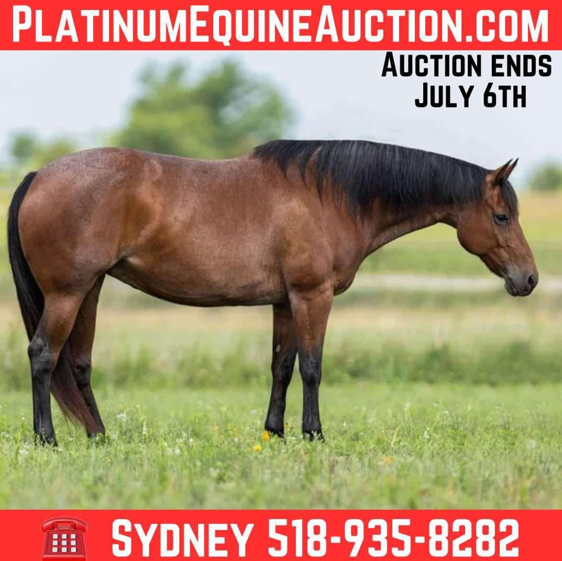 Caballos En Venta En Texas
