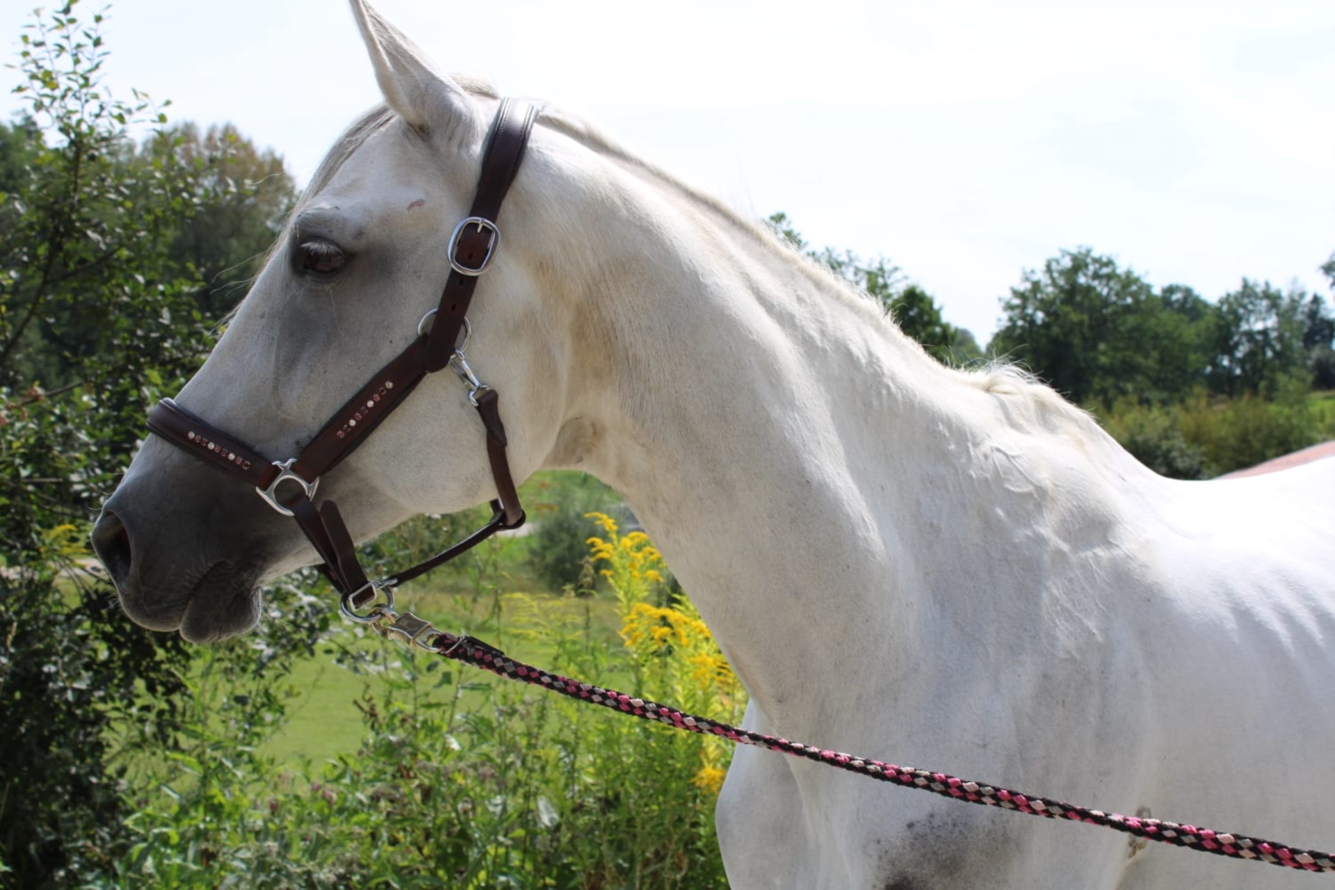 Trakehner Stute 16 Jahre 161 cm Schimmel in Bernhardswald