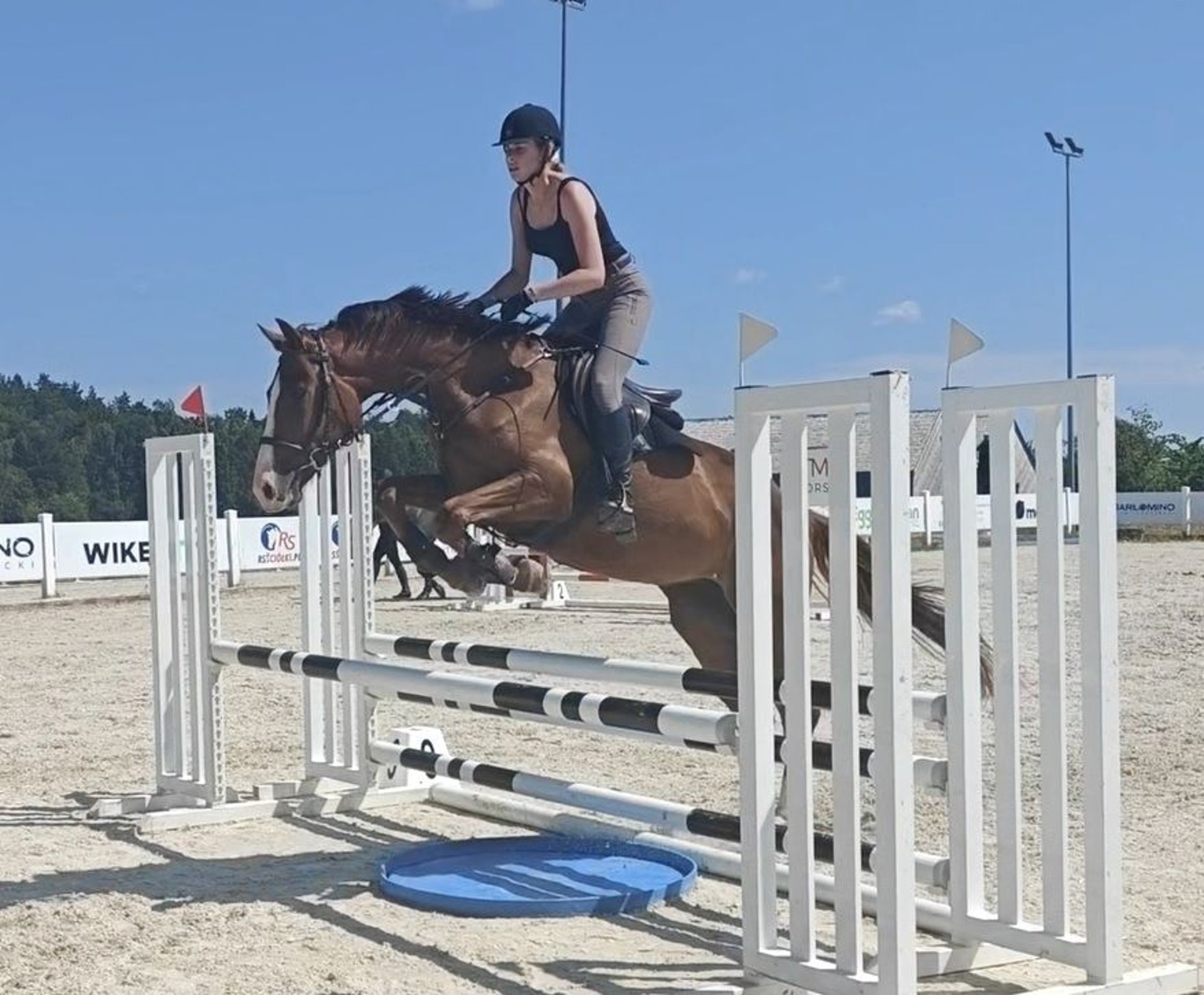 Zangersheider Mare 4 years 16,2 hh Chestnut-Red in Mł