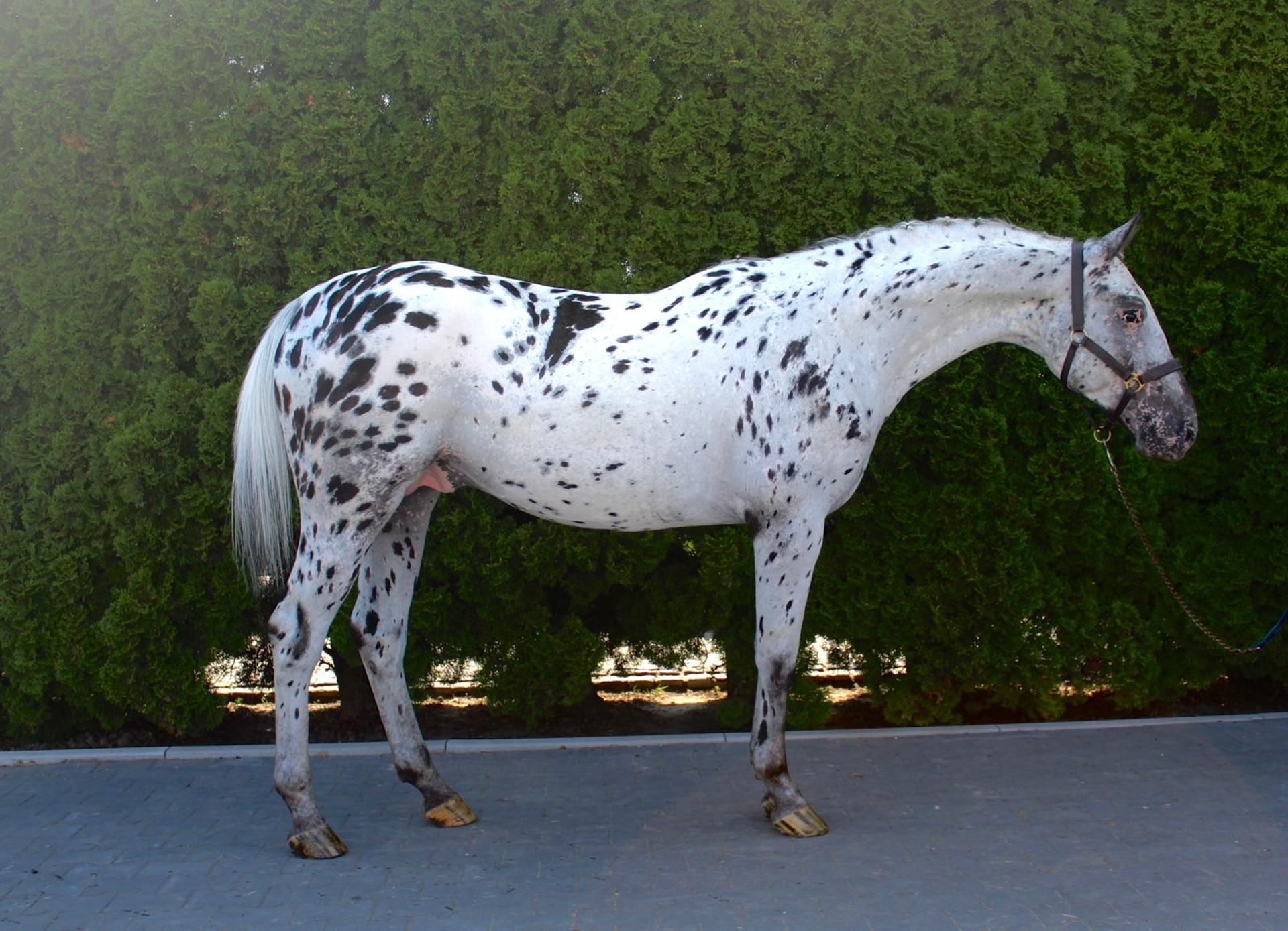 Polnisches Warmblut Hengst 3 Jahre 165 cm in KCYNIA